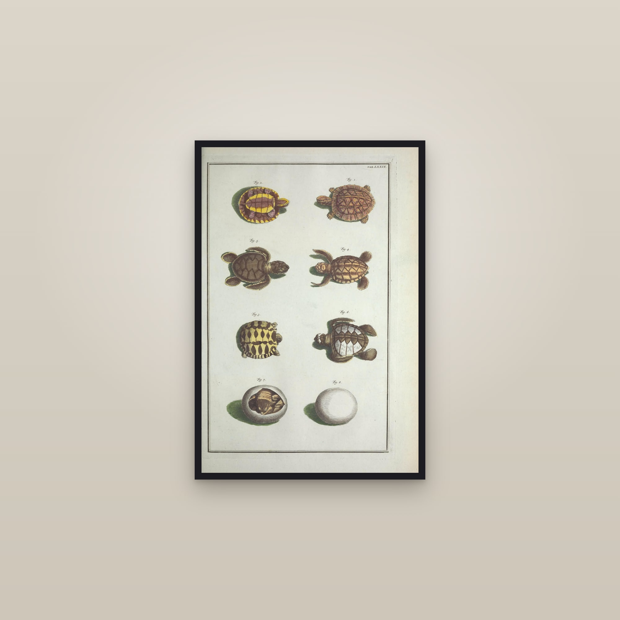 Spindle & Whelk Shells, Plate 79 — framed in a gallery setting