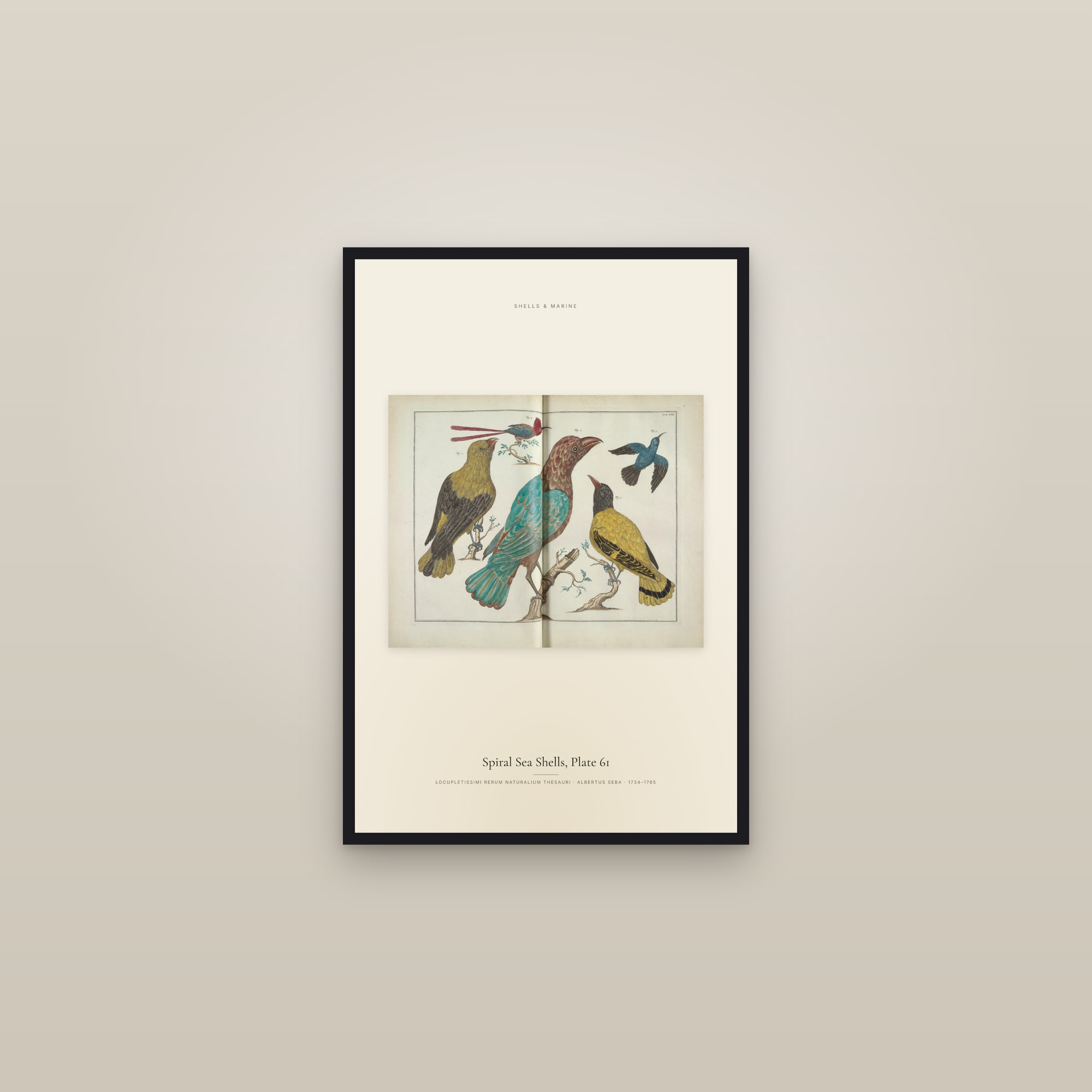 Spiral Sea Shells, Plate 61 — framed in a gallery setting