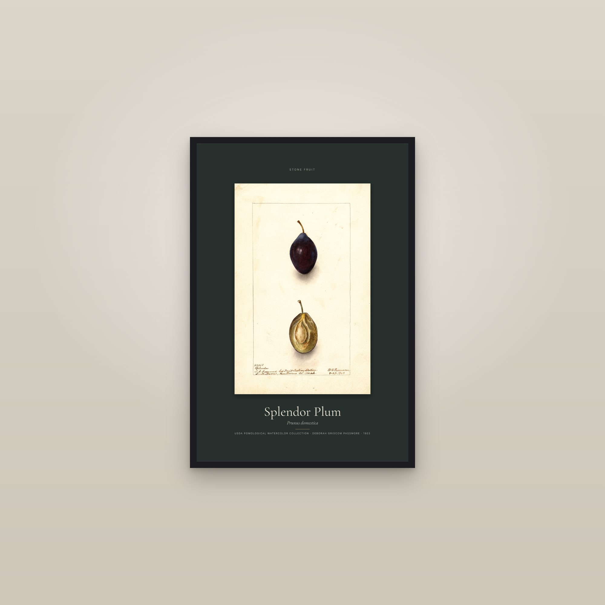 Splendor Plum — Specimen — framed in a gallery setting