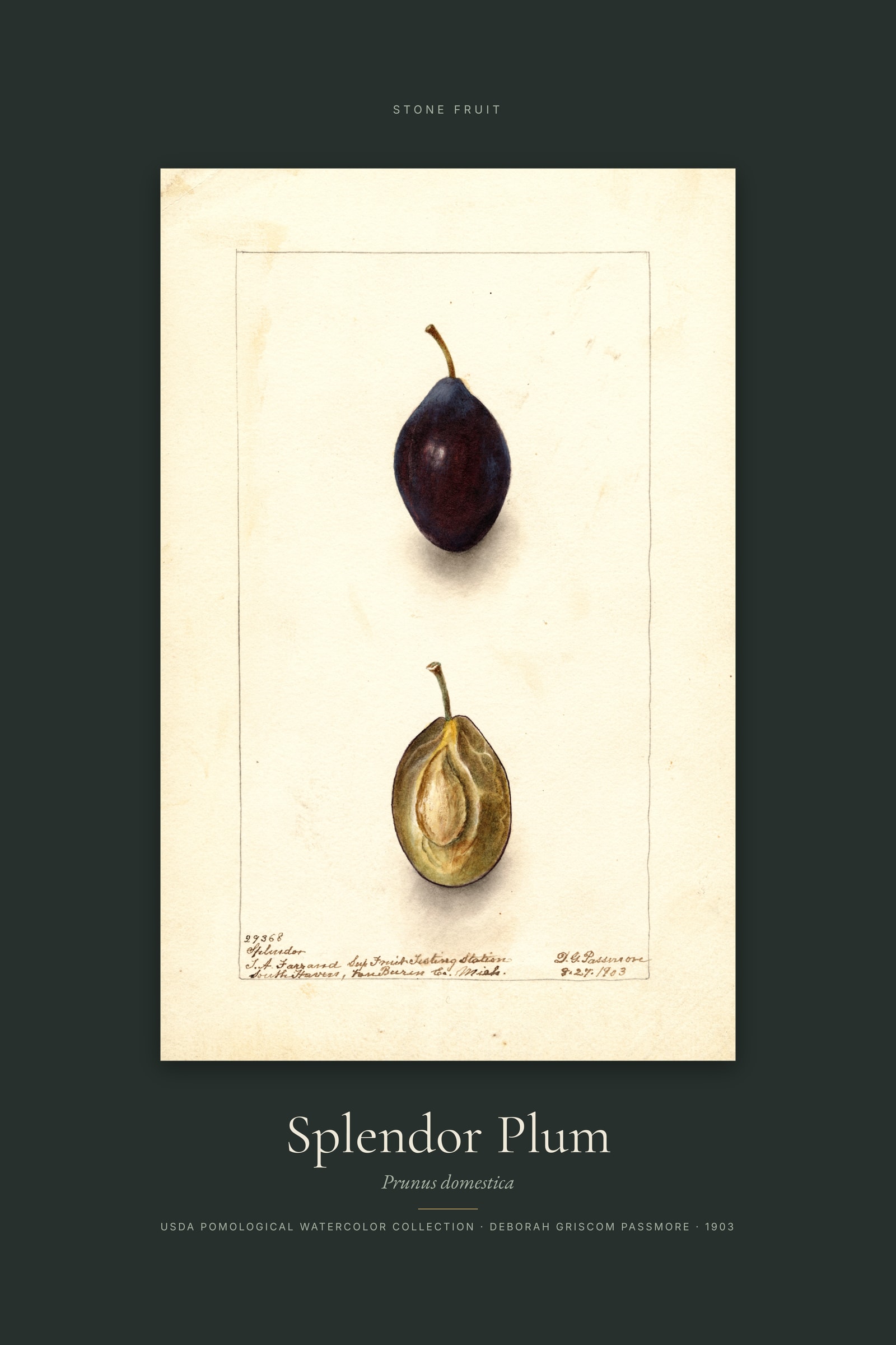 Splendor Plum — Specimen