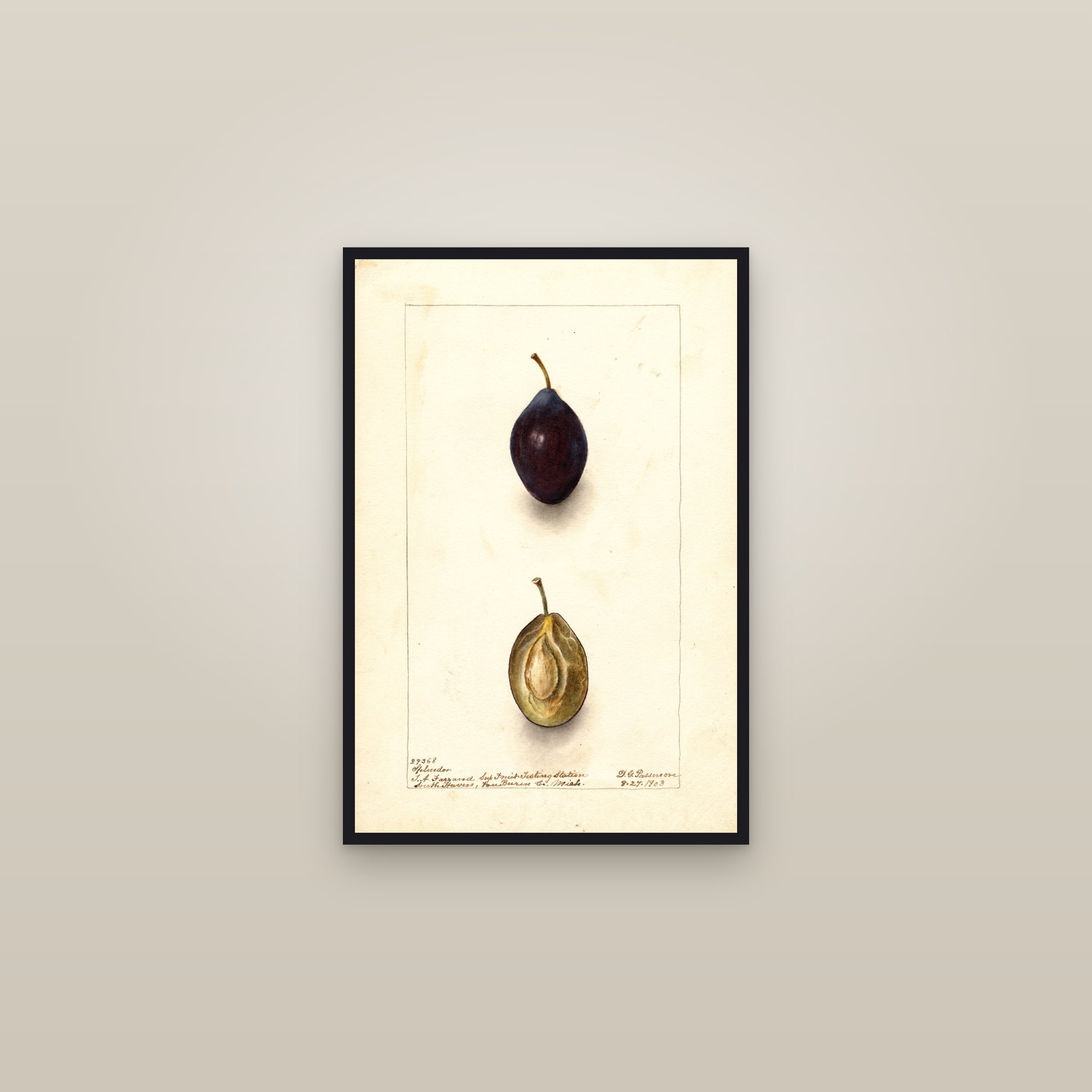 Splendor Plum — framed in a gallery setting