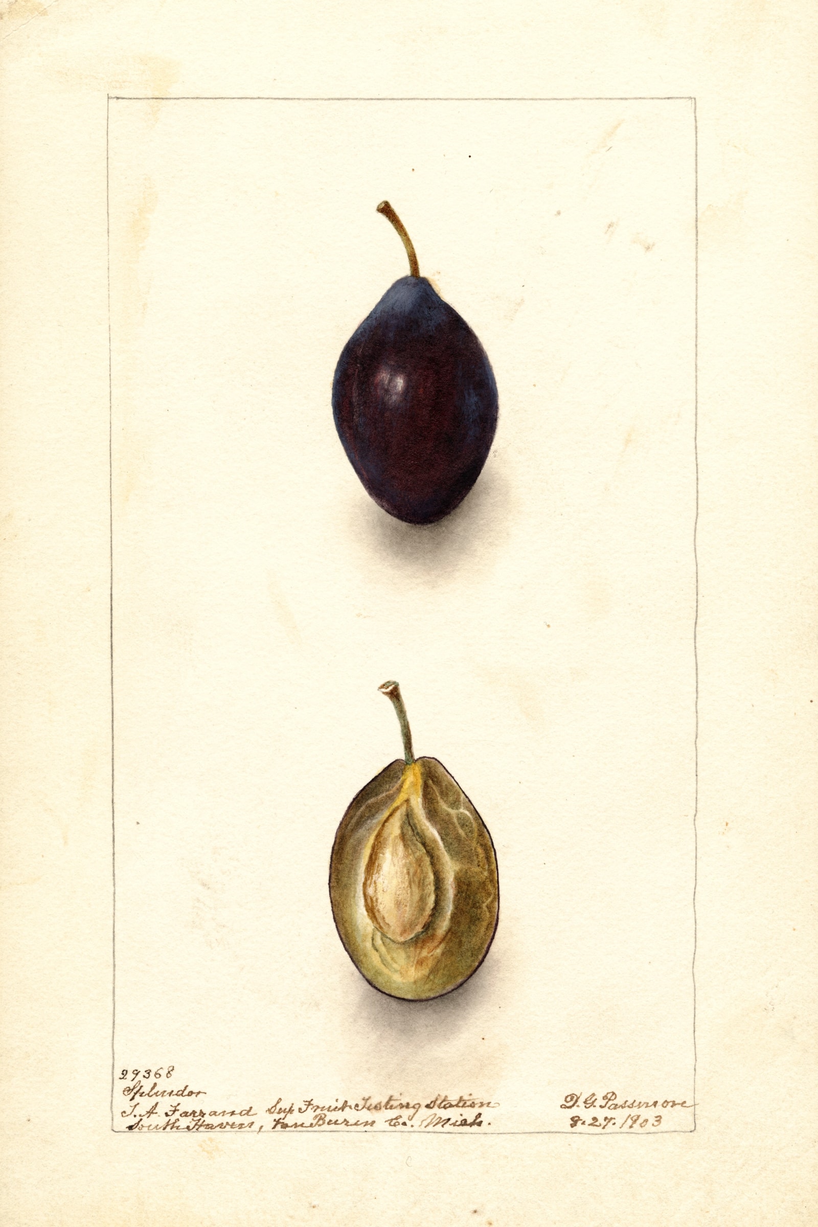 Splendor Plum