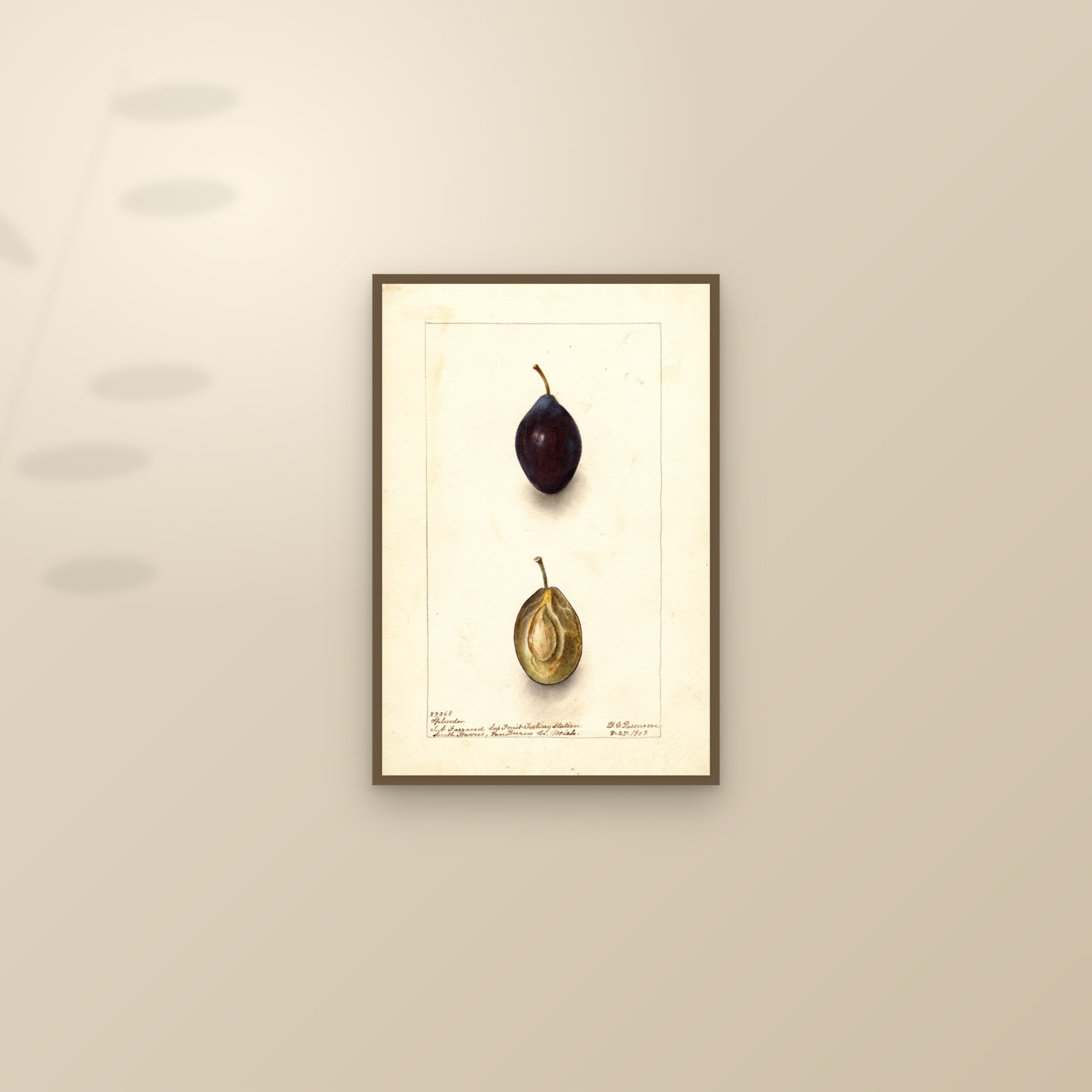 Splendor Plum — framed and styled on a sunlit wall