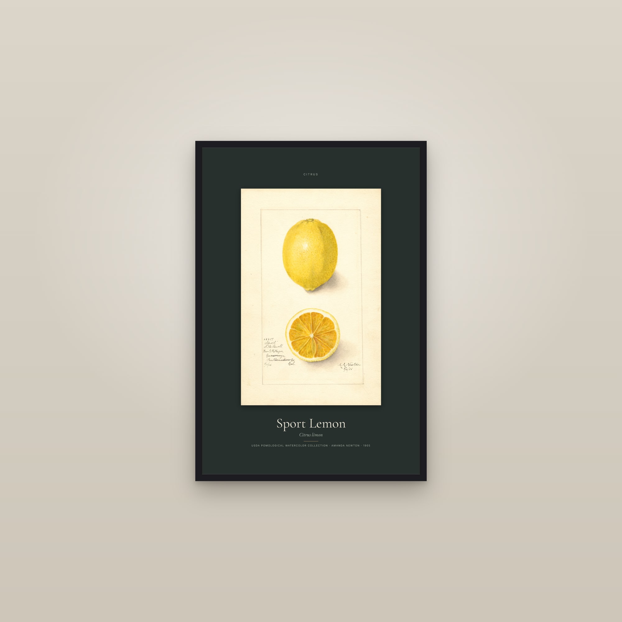 Sport Lemon — Specimen — framed in a gallery setting