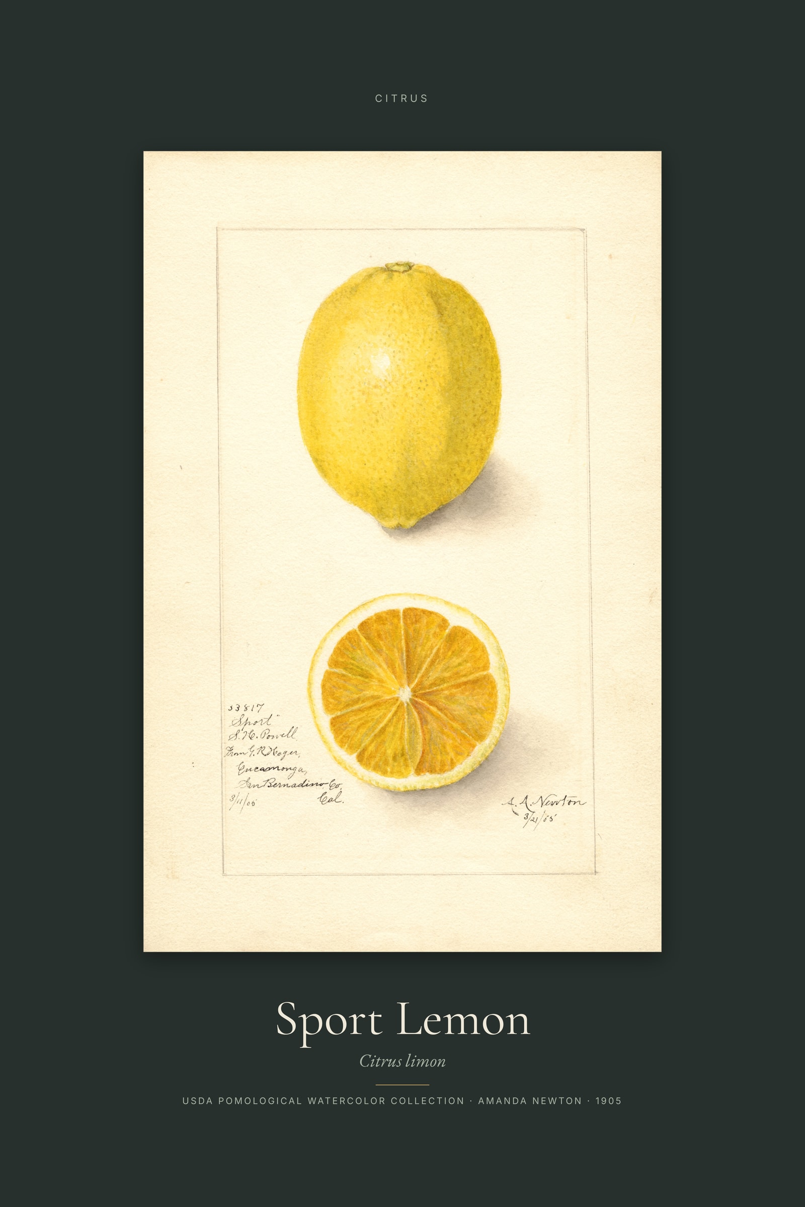 Sport Lemon — Specimen