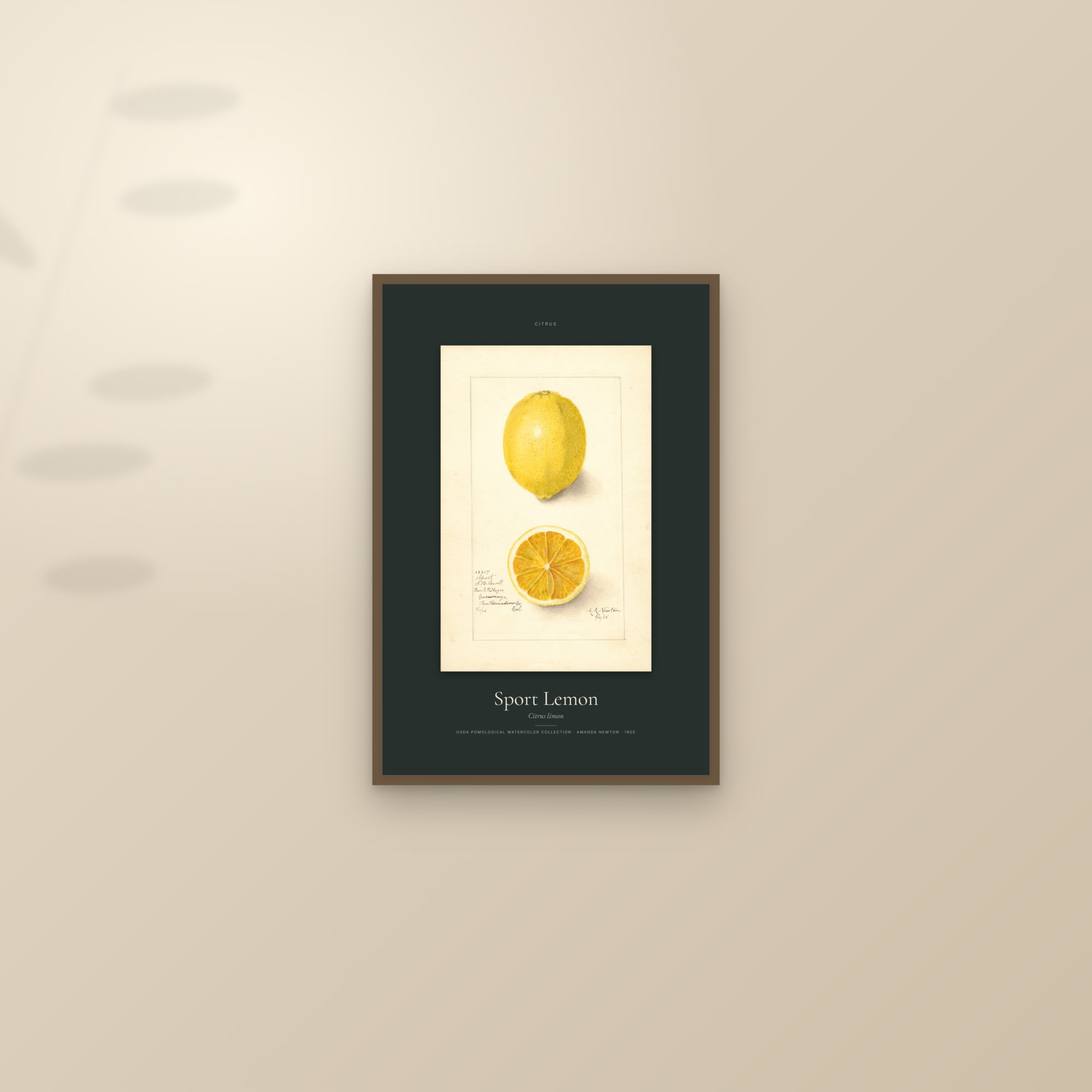 Sport Lemon — Specimen — framed and styled on a sunlit wall