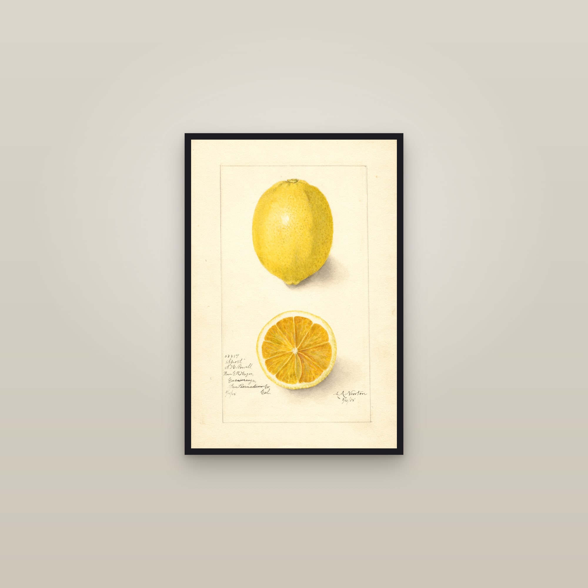 Sport Lemon — framed in a gallery setting