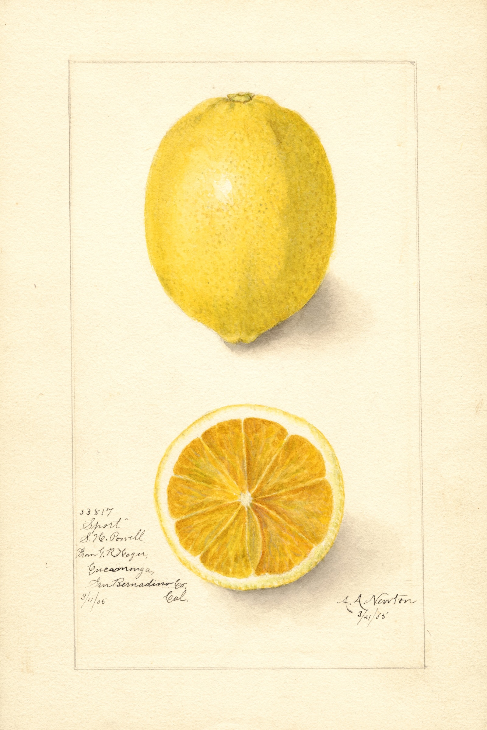 Sport Lemon