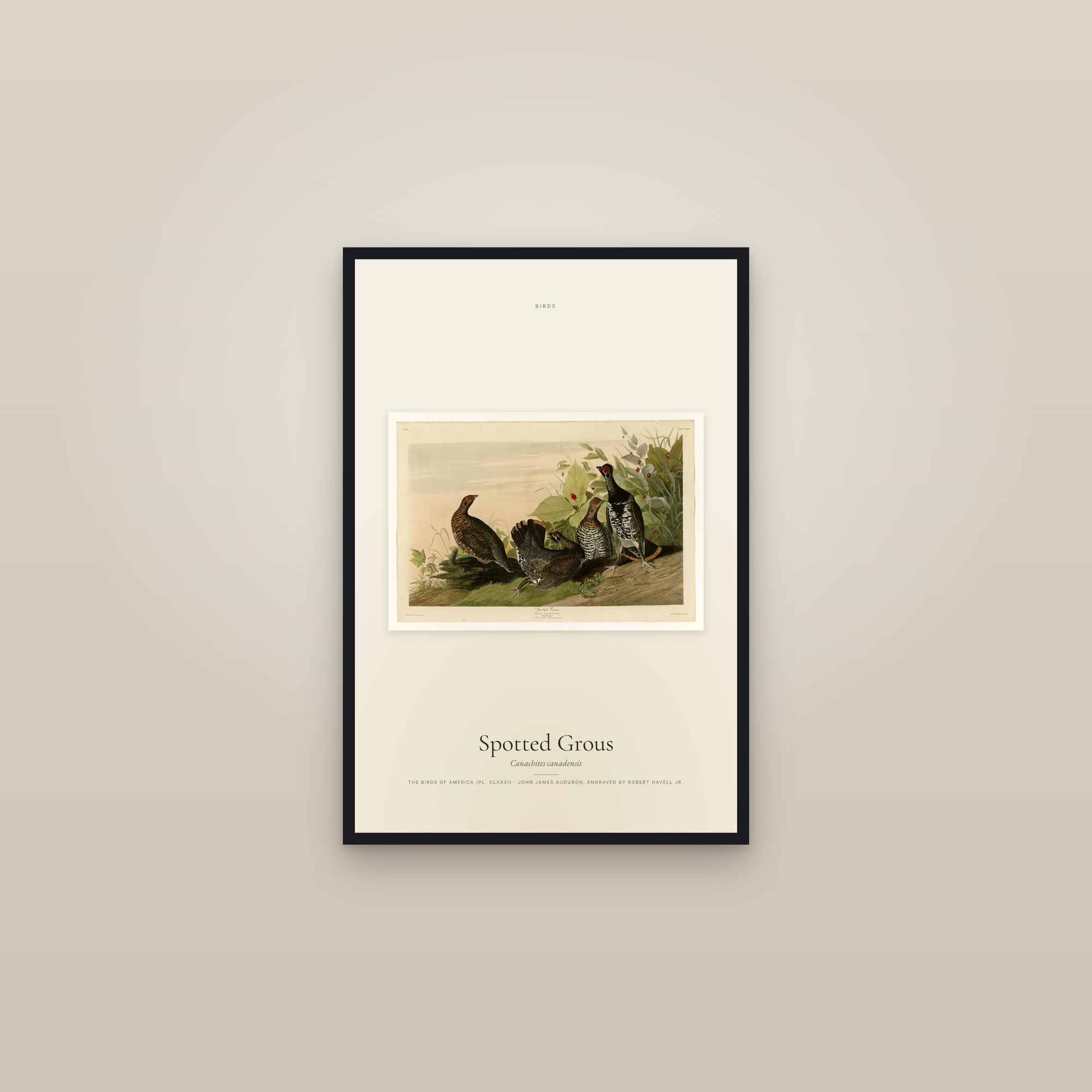 Spotted Grous — framed in a gallery setting