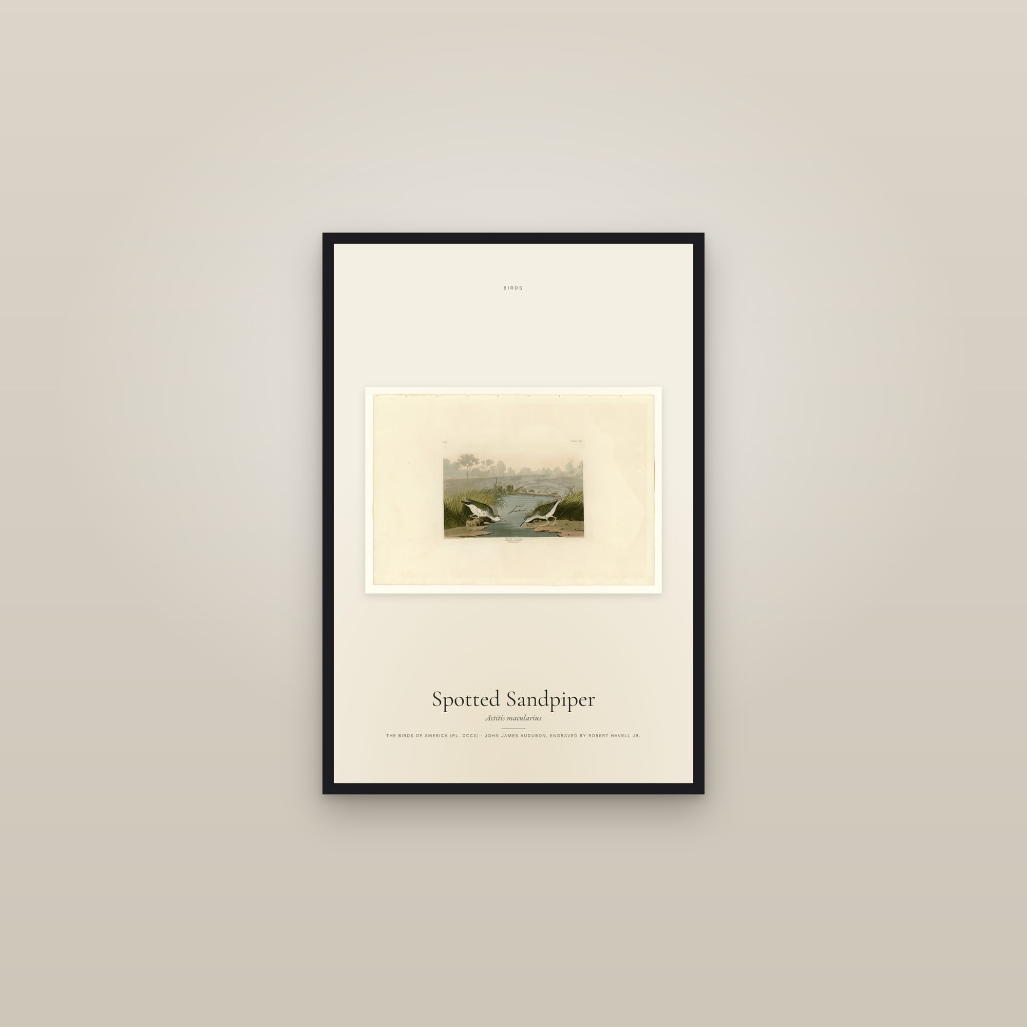 Spotted Sandpiper — framed in a gallery setting