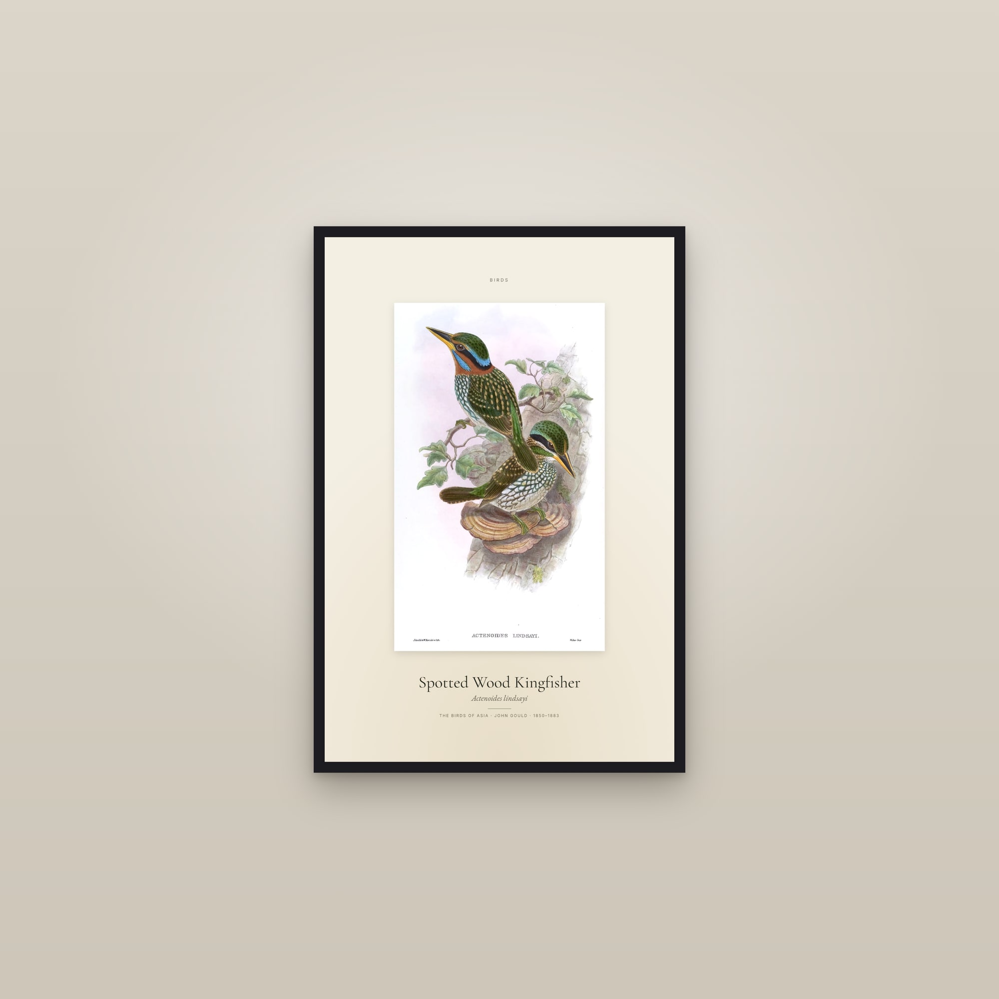 Spotted Wood Kingfisher — Specimen — framed in a gallery setting
