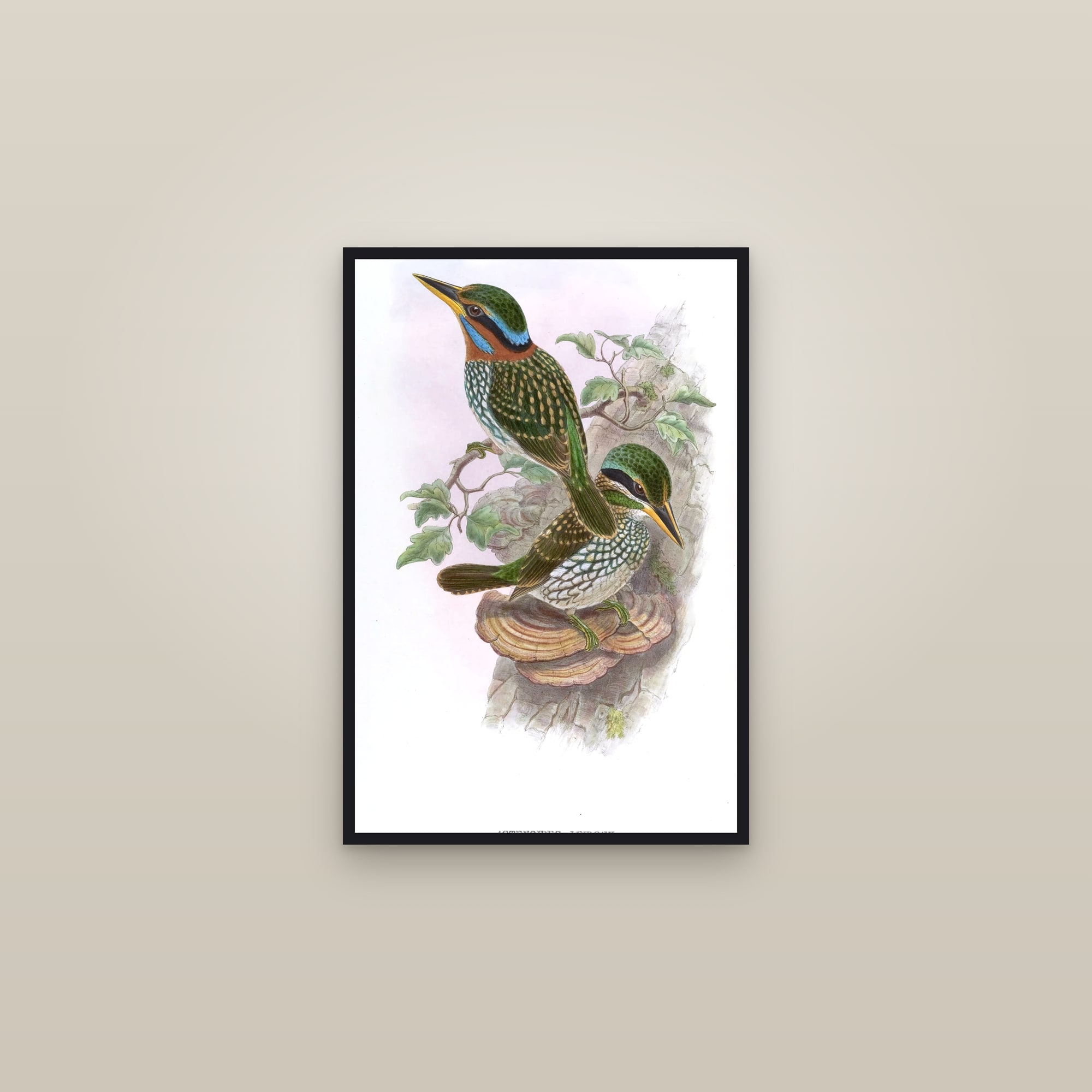 Spotted Wood Kingfisher — framed in a gallery setting
