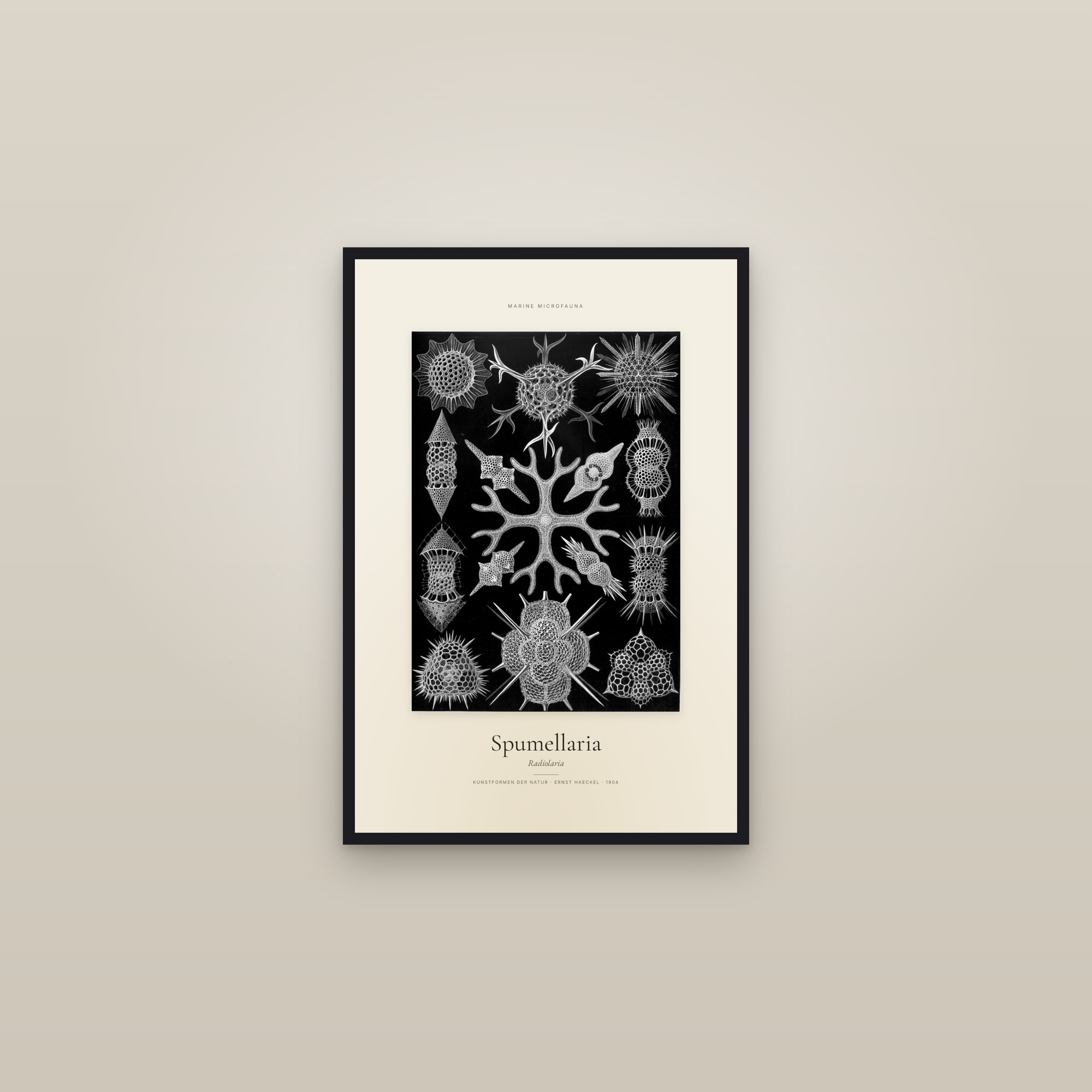 Spumellaria — Specimen — framed in a gallery setting