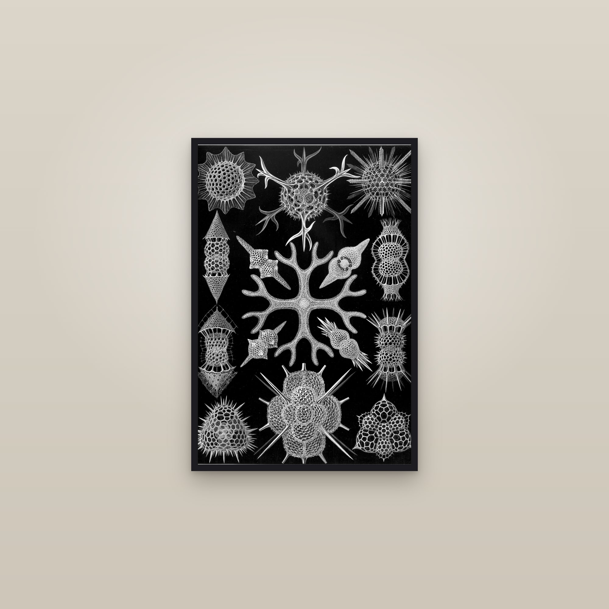 Spumellaria — framed in a gallery setting