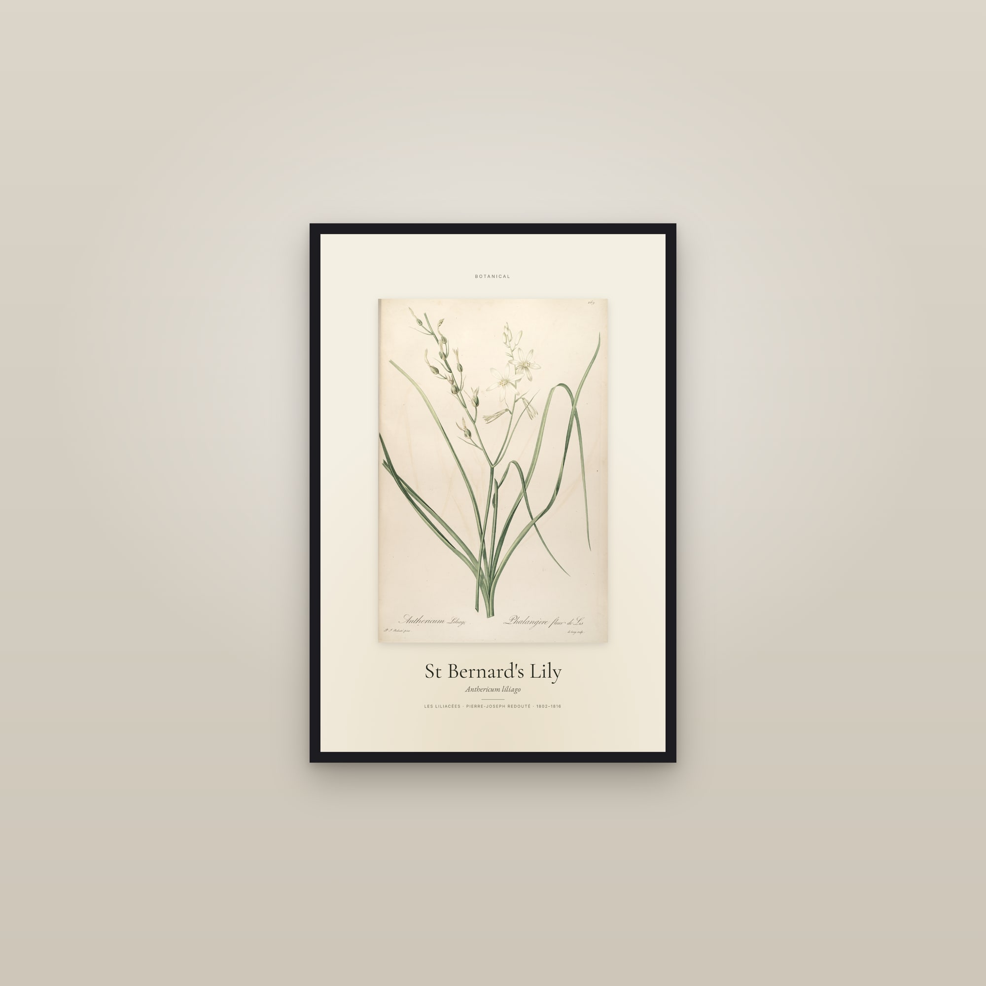 St Bernard's Lily — Specimen — framed in a gallery setting