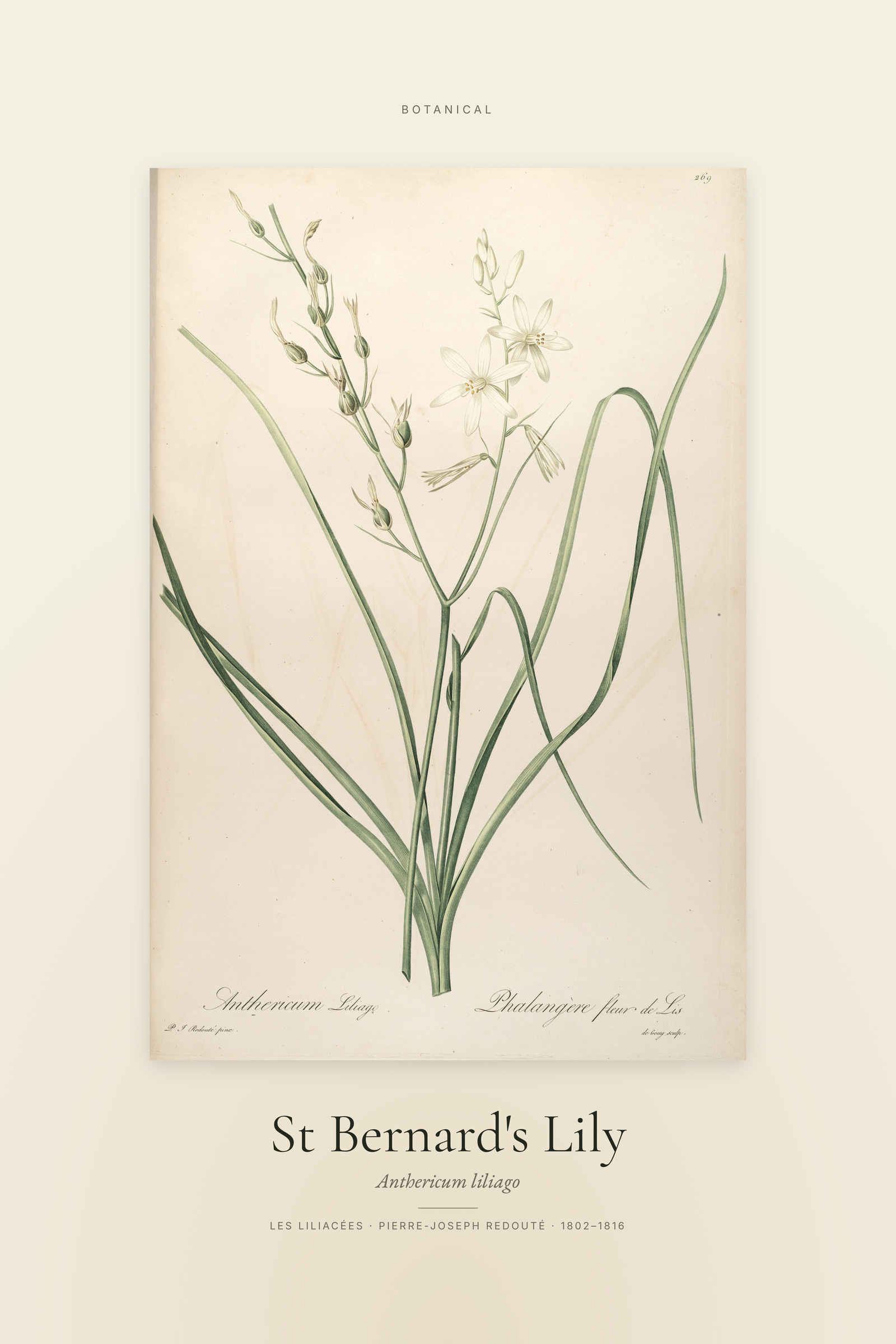 St Bernard's Lily — Specimen