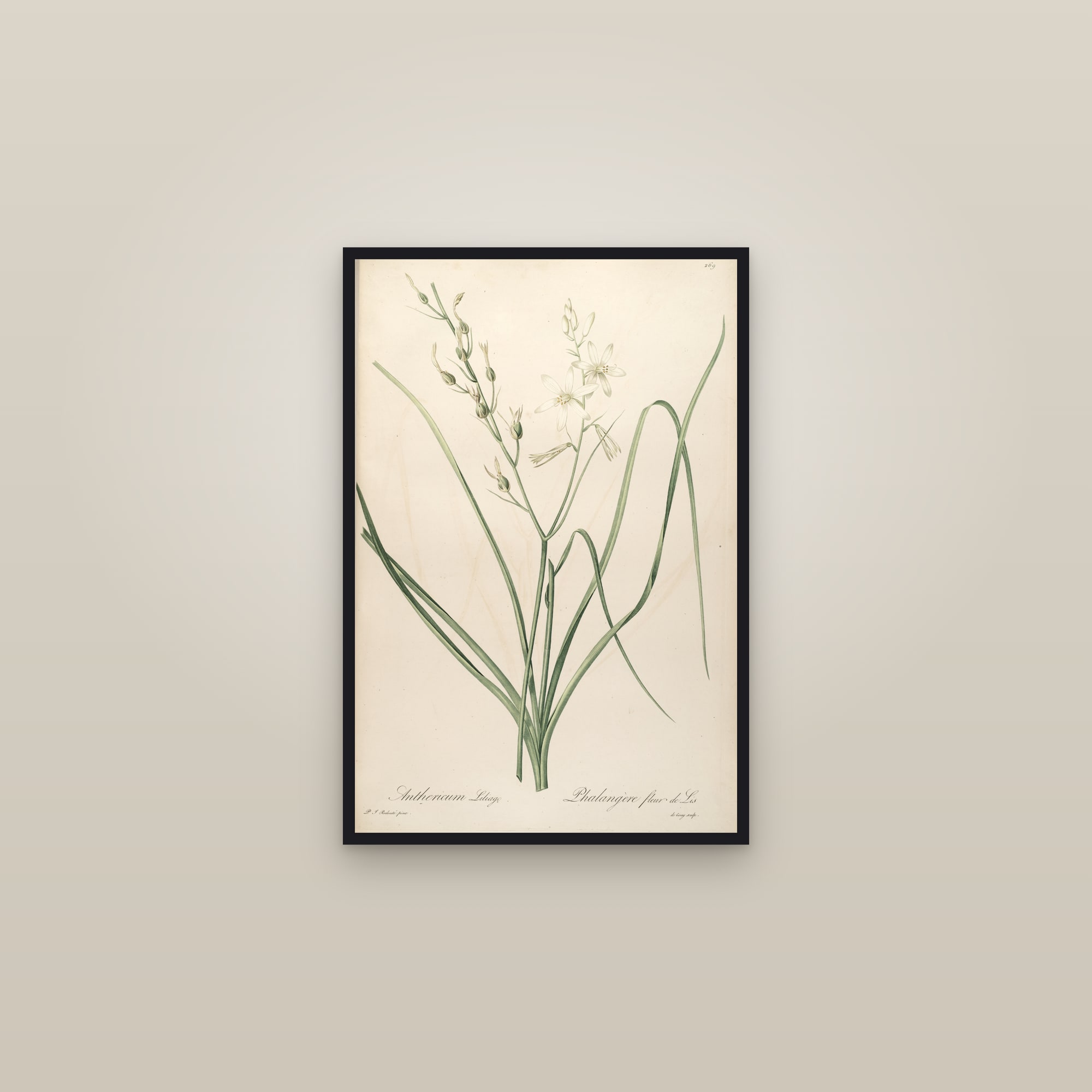 St Bernard's Lily — framed in a gallery setting