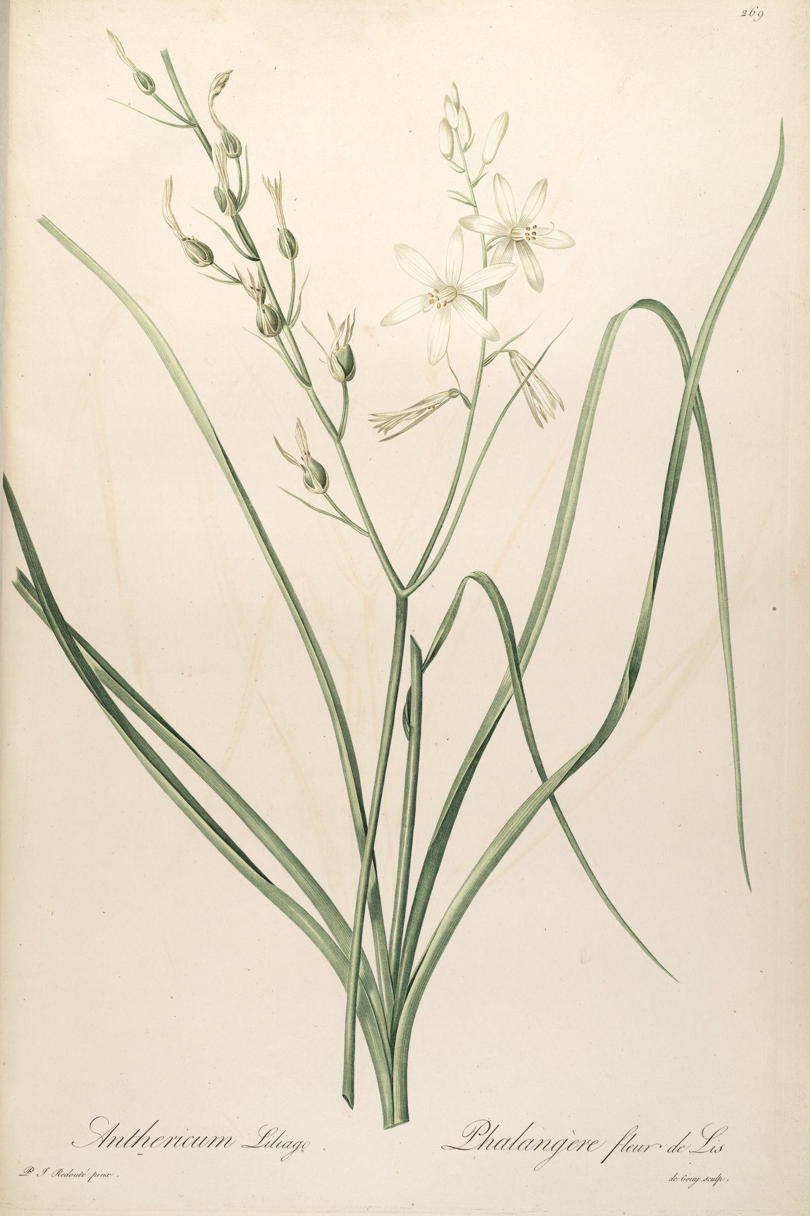St Bernard's Lily