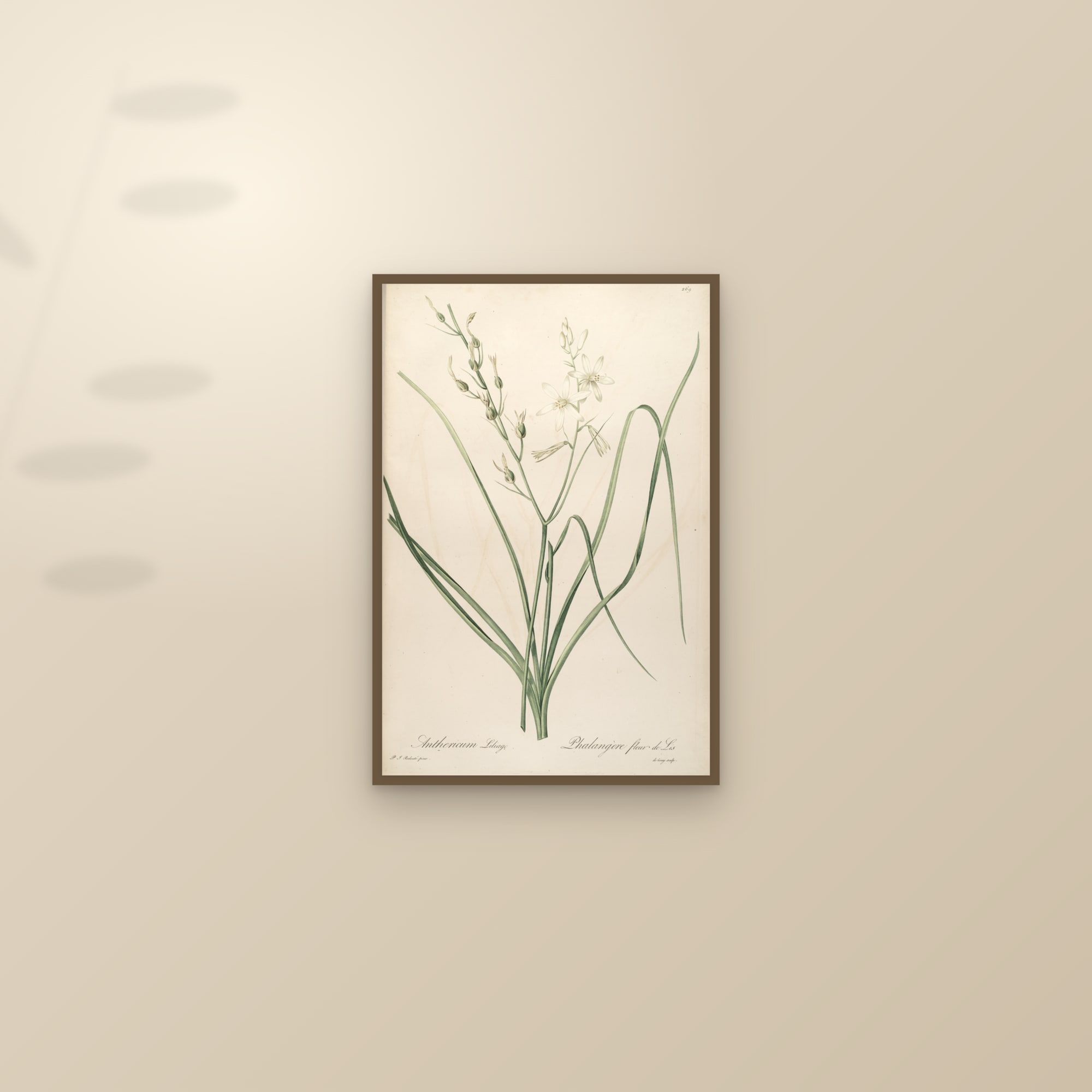 St Bernard's Lily — framed and styled on a sunlit wall