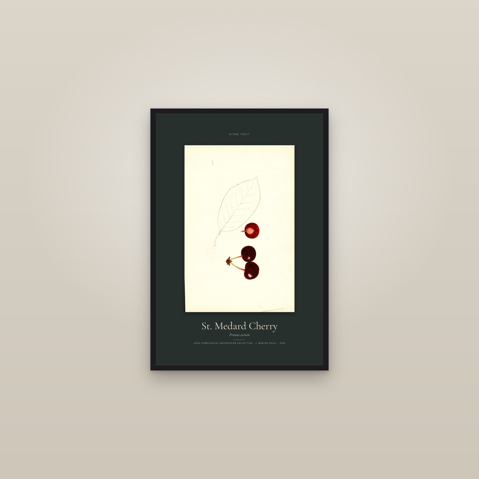 St. Medard Cherry — Specimen — framed in a gallery setting