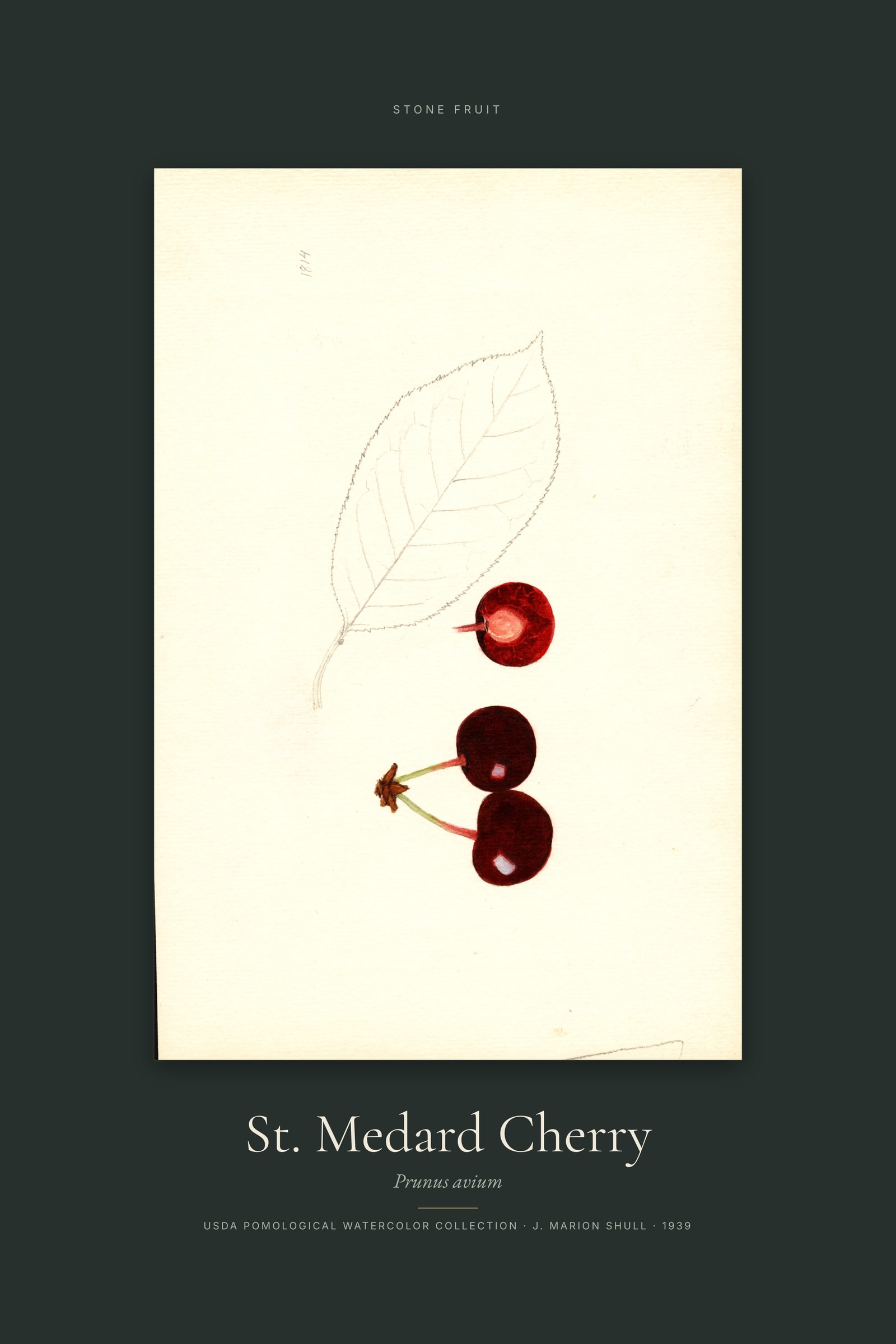 St. Medard Cherry — Specimen