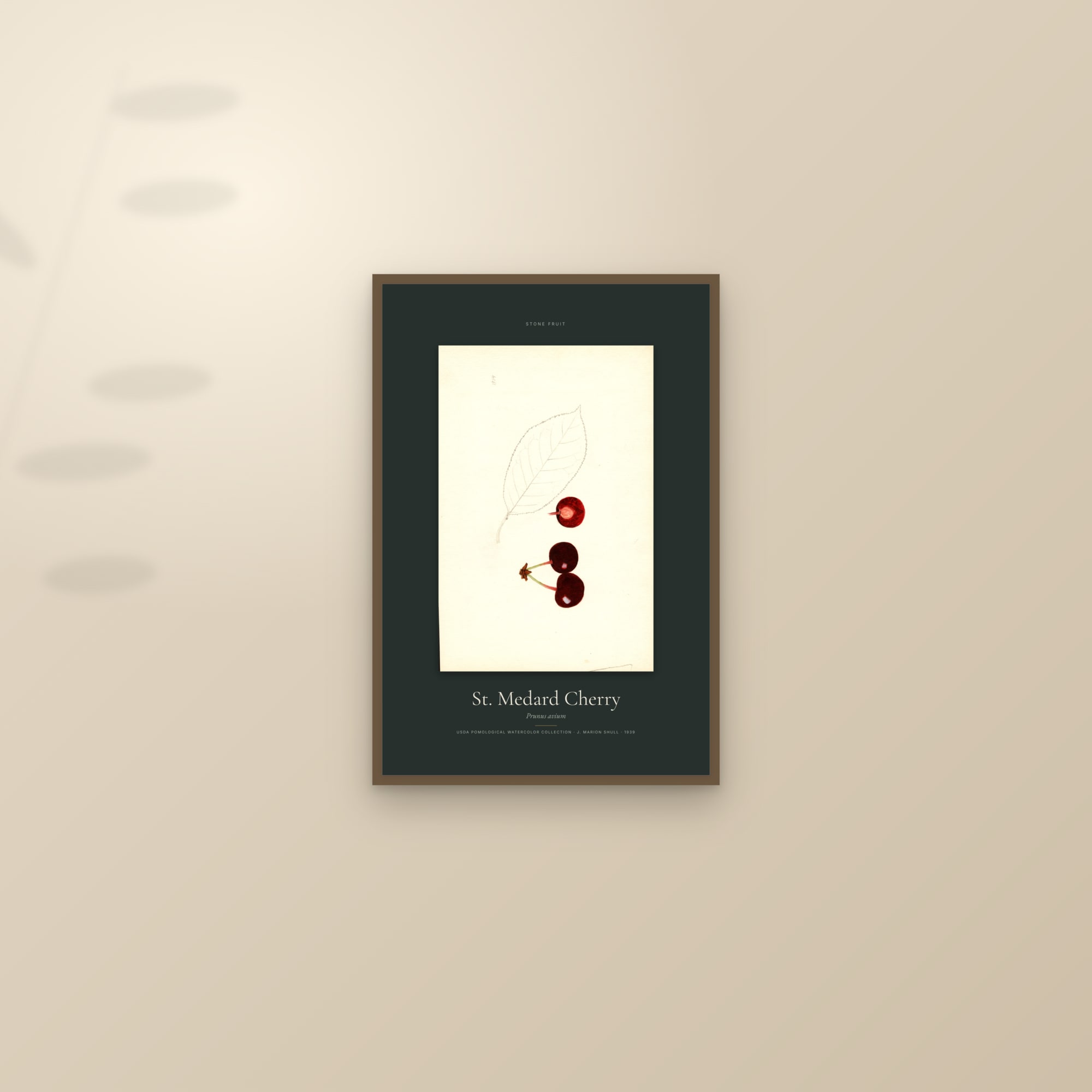 St. Medard Cherry — Specimen — framed and styled on a sunlit wall