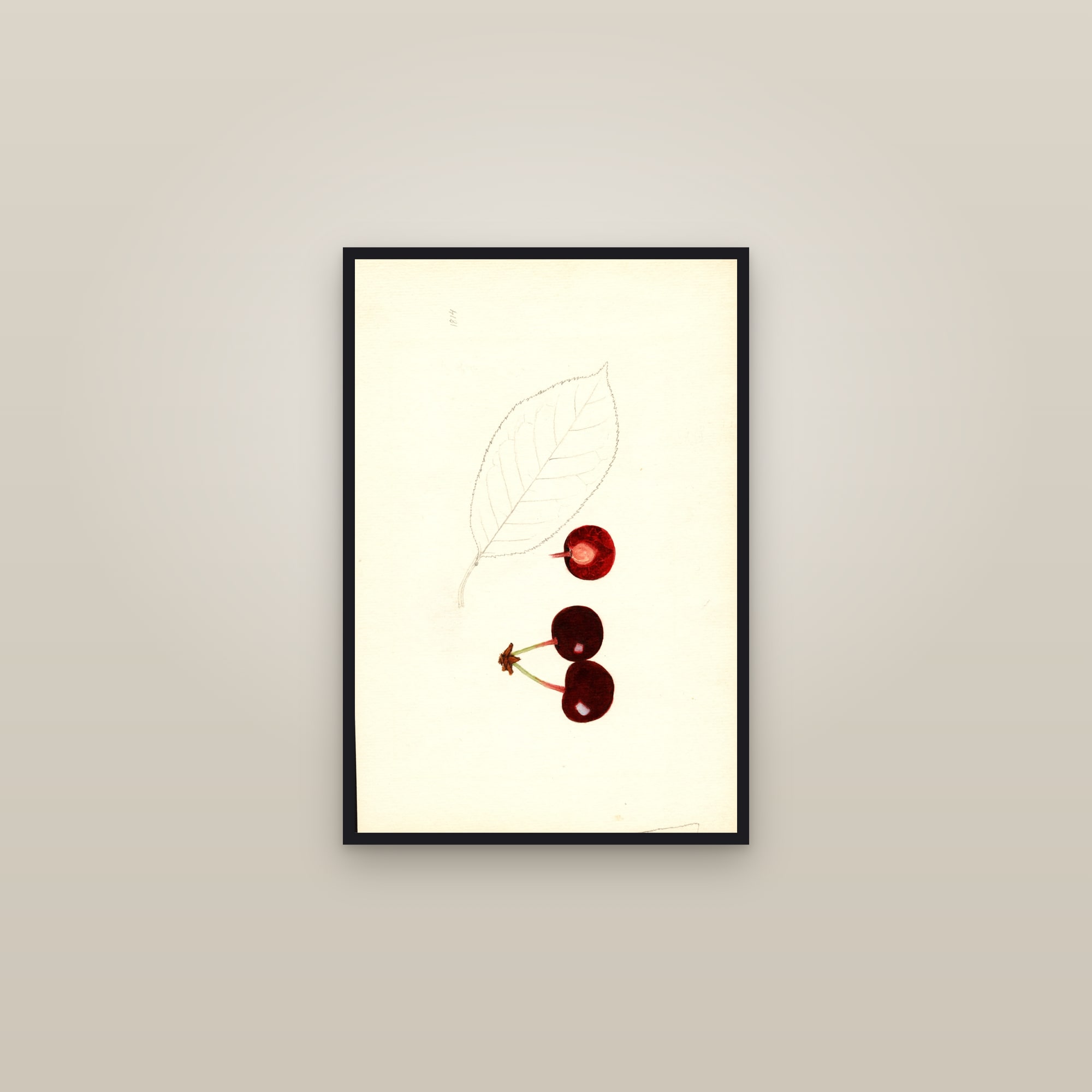 St. Medard Cherry — framed in a gallery setting