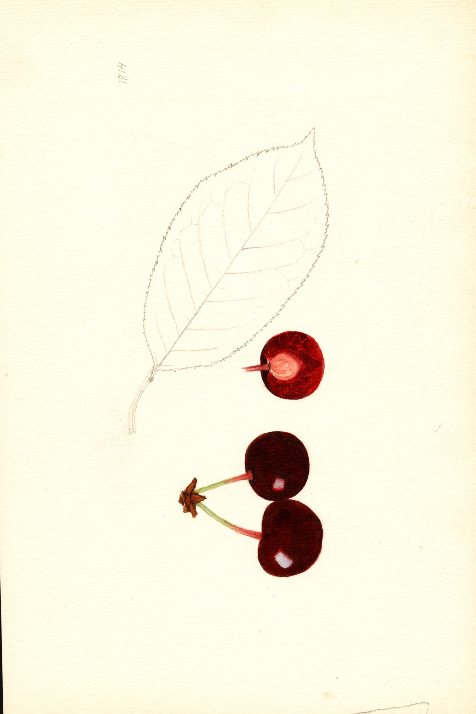 St. Medard Cherry
