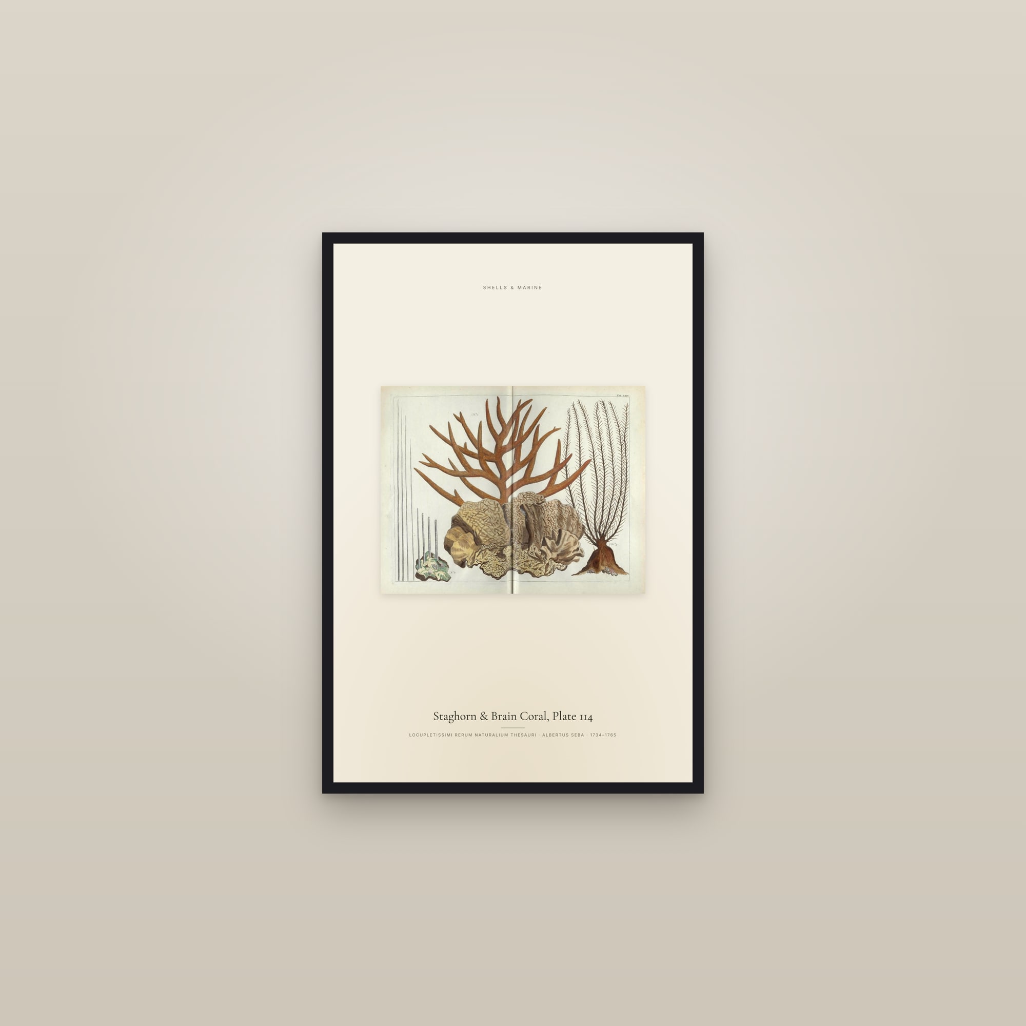 Staghorn & Brain Coral, Plate 114 — framed in a gallery setting