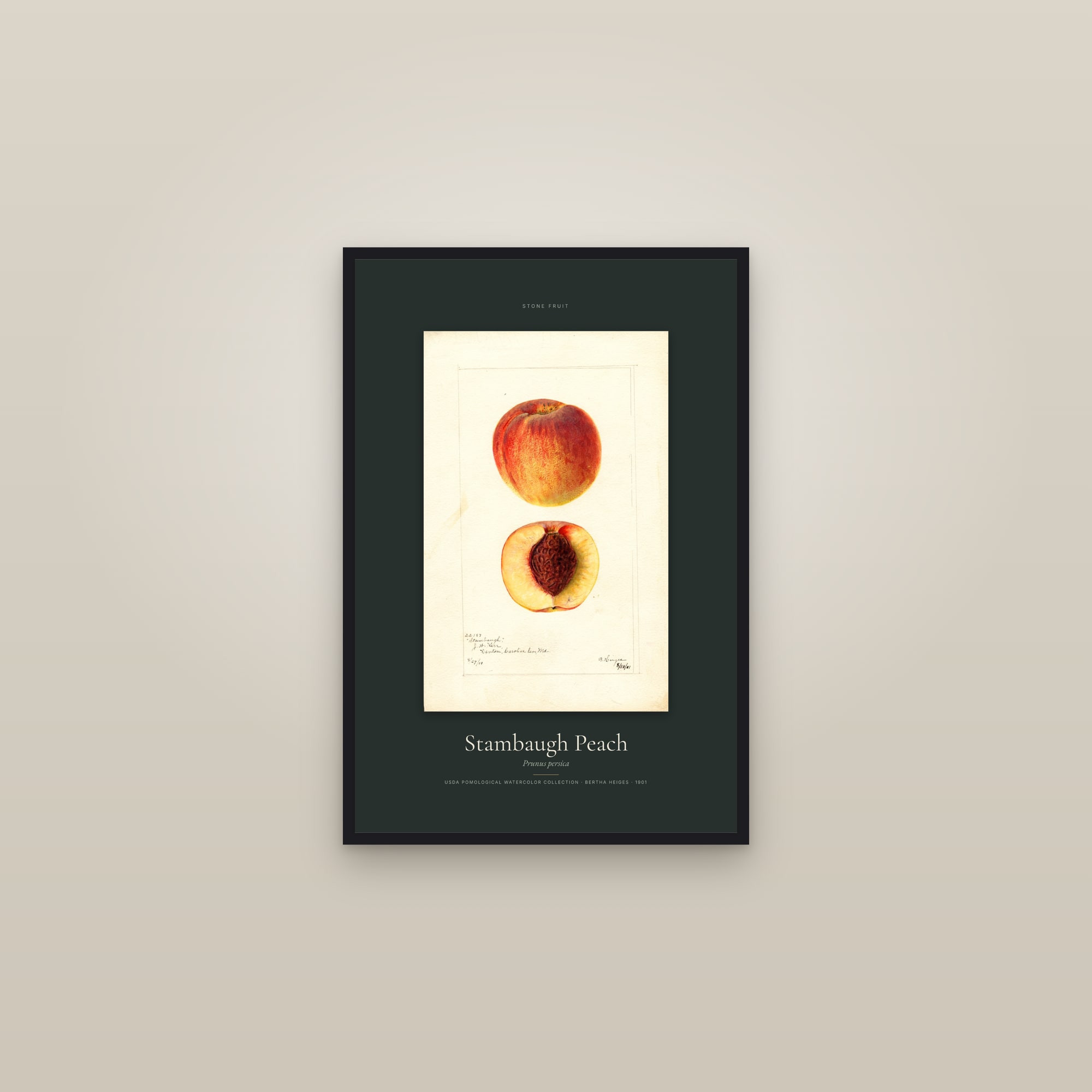 Stambaugh Peach — Specimen — framed in a gallery setting