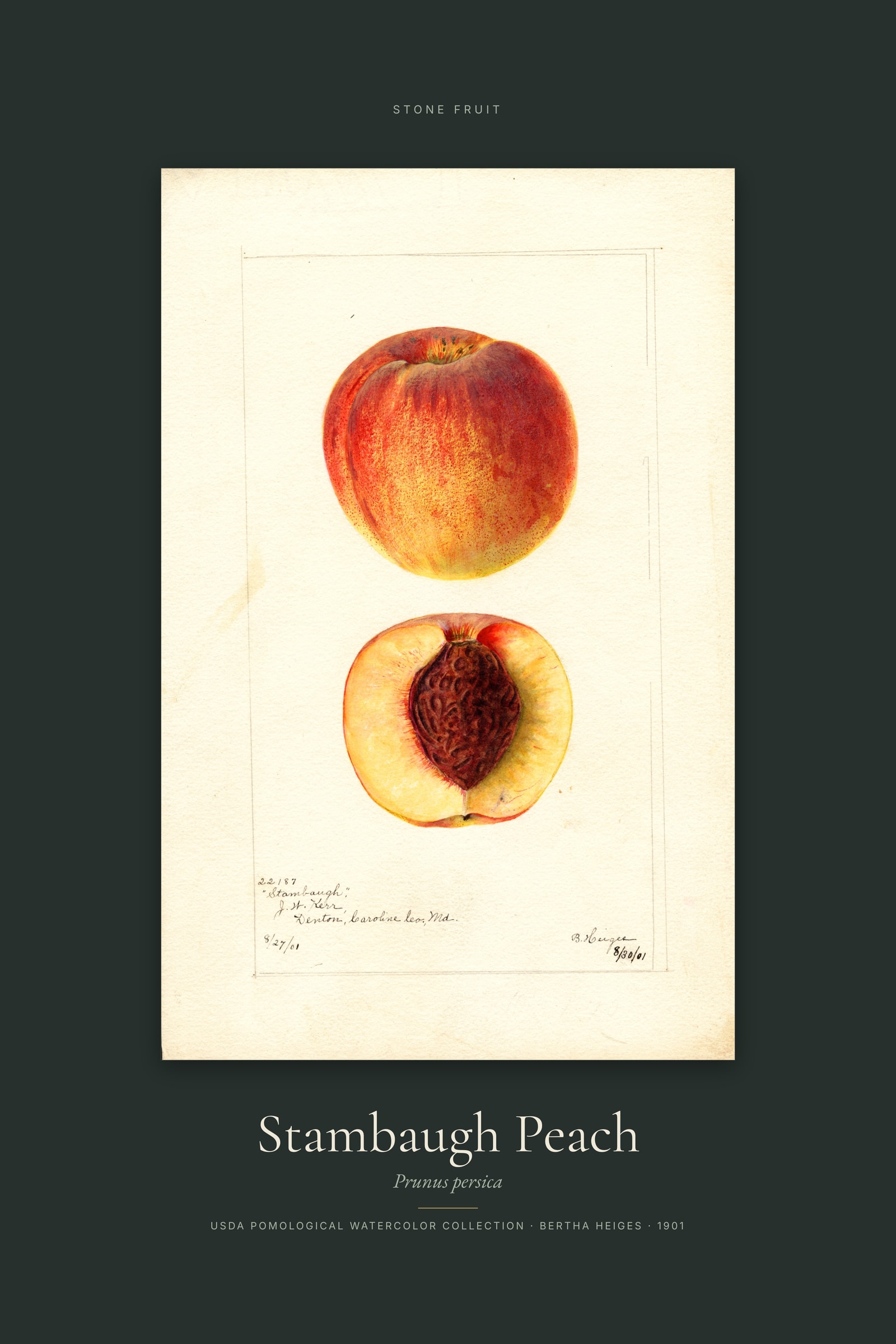 Stambaugh Peach — Specimen
