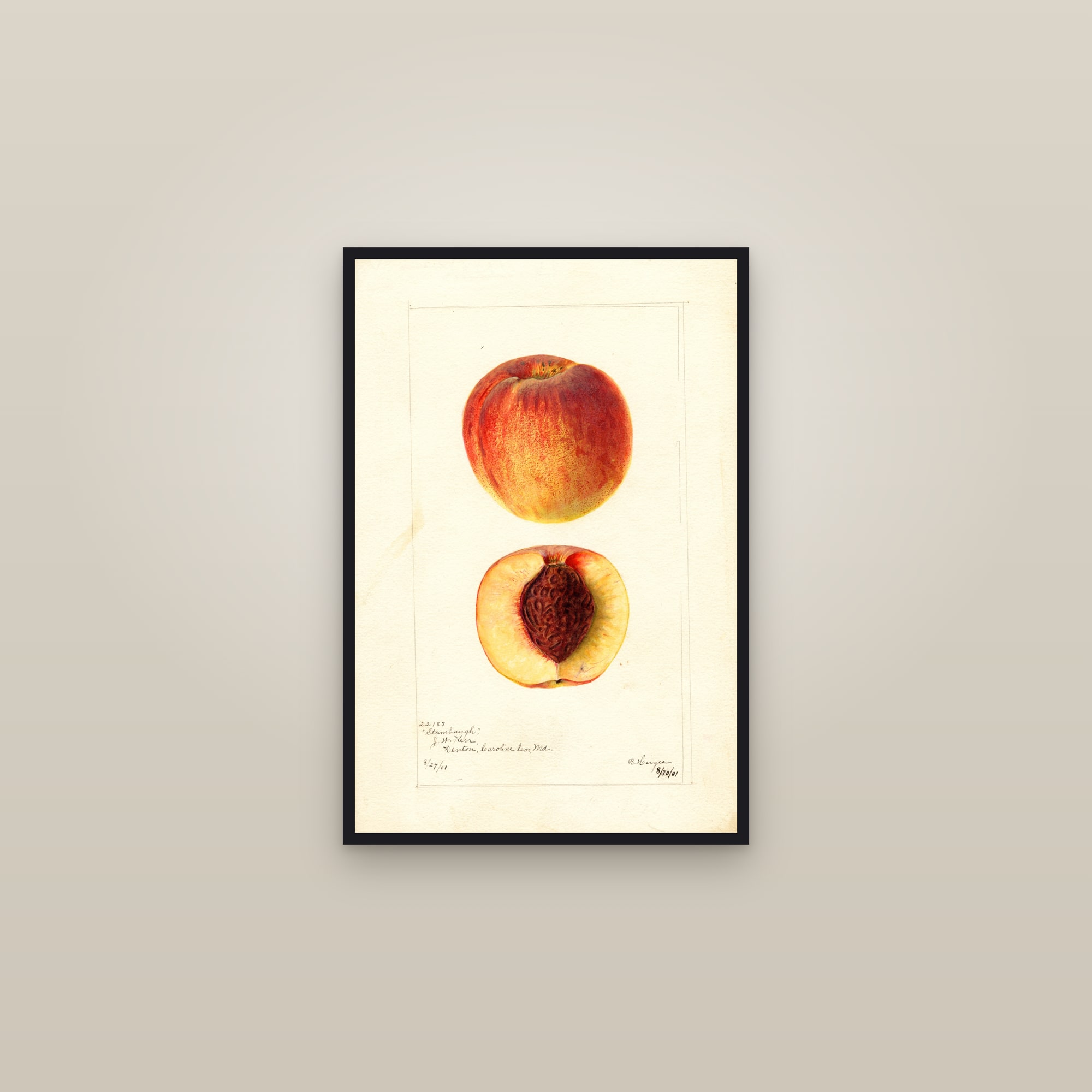 Stambaugh Peach — framed in a gallery setting