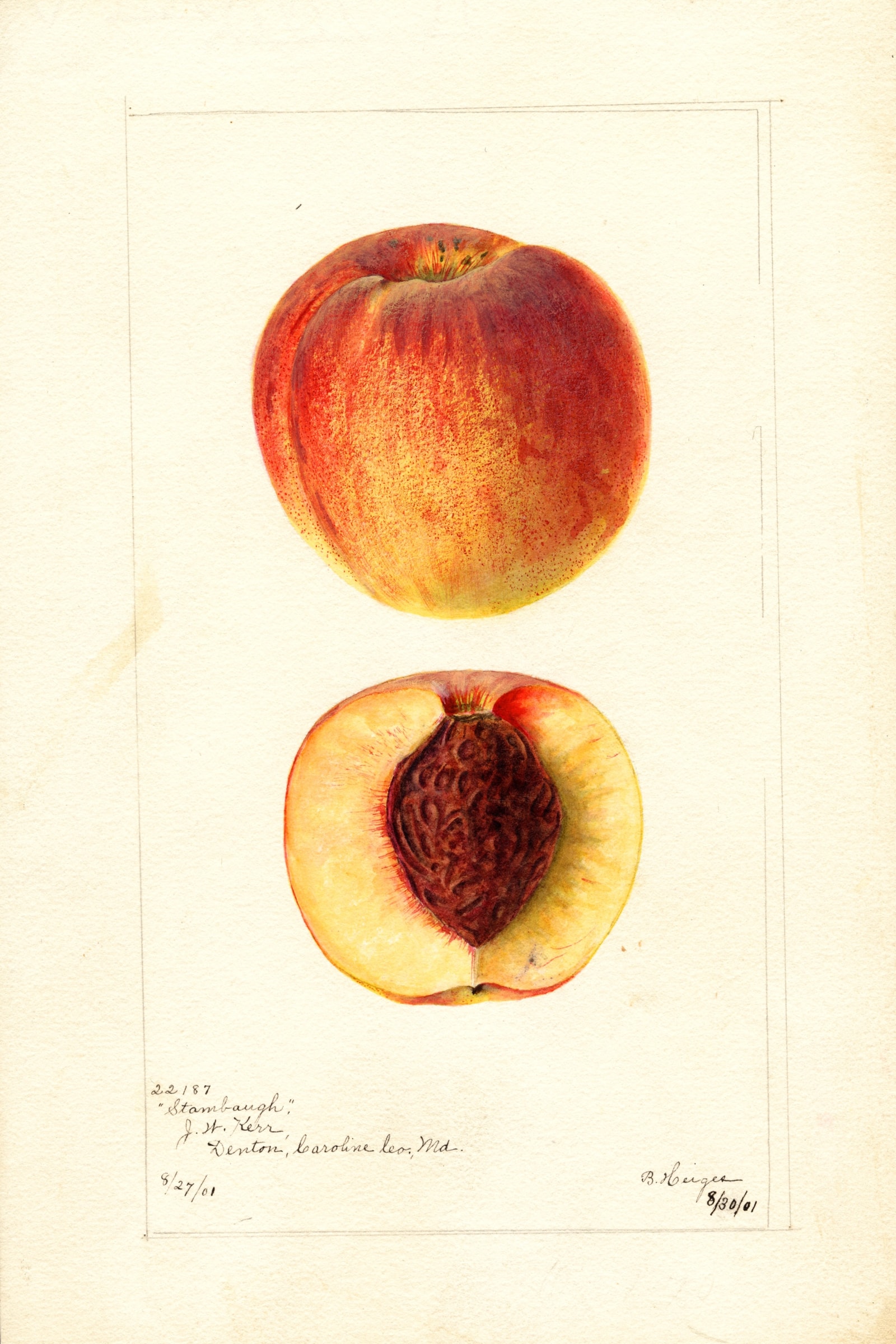 Stambaugh Peach