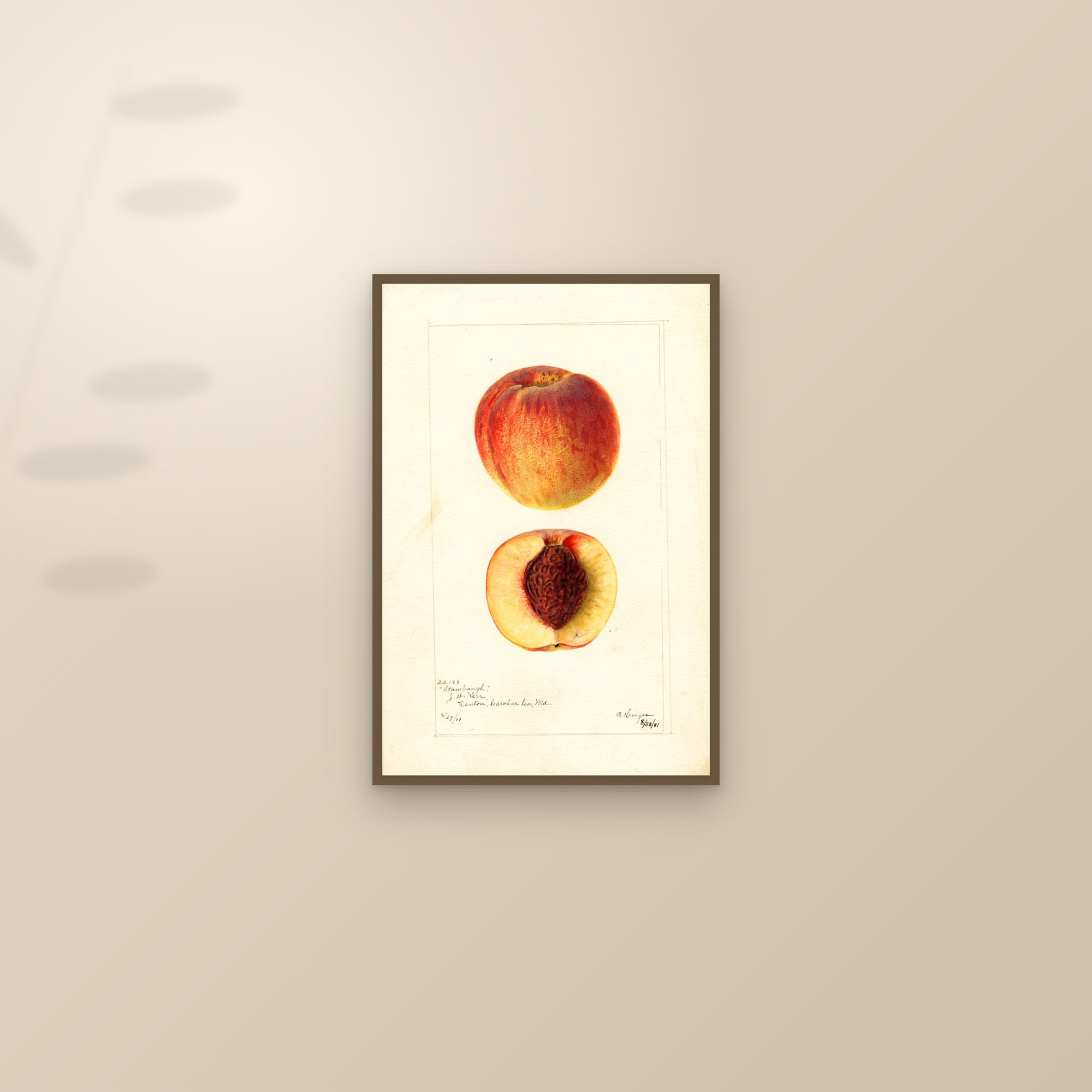 Stambaugh Peach — framed and styled on a sunlit wall