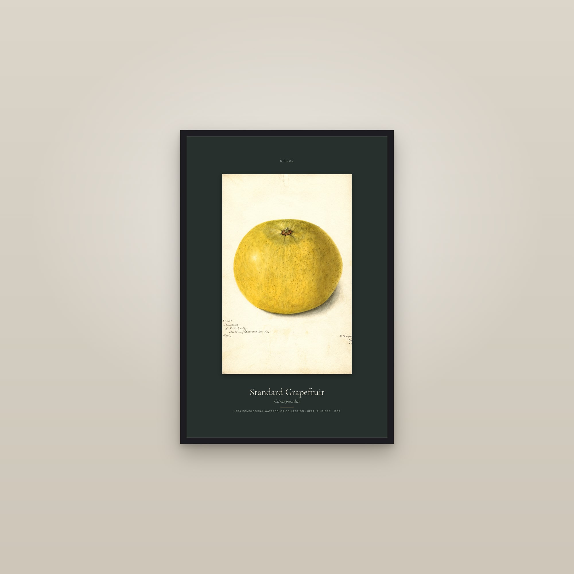 Standard Grapefruit — Specimen — framed in a gallery setting