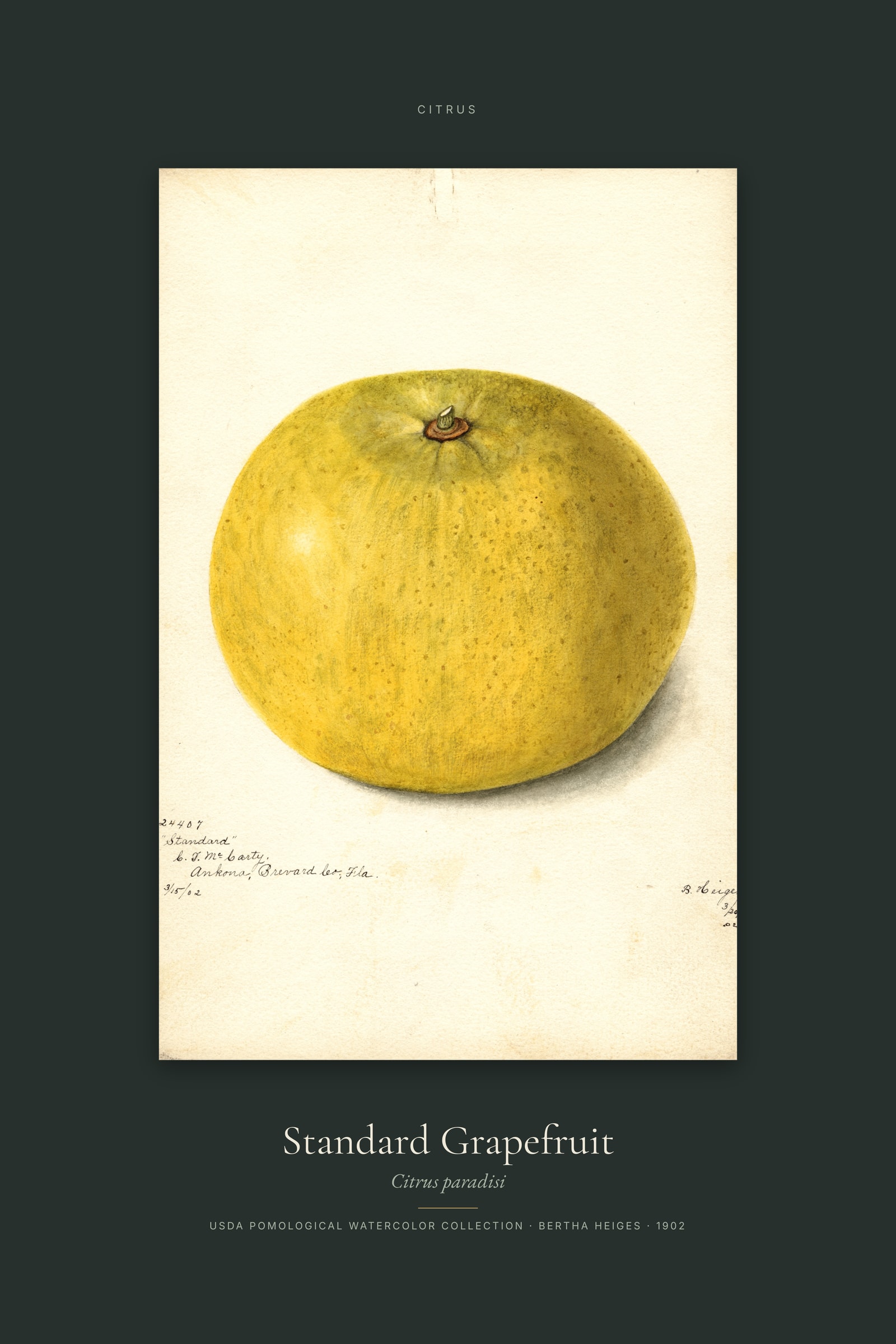 Standard Grapefruit — Specimen
