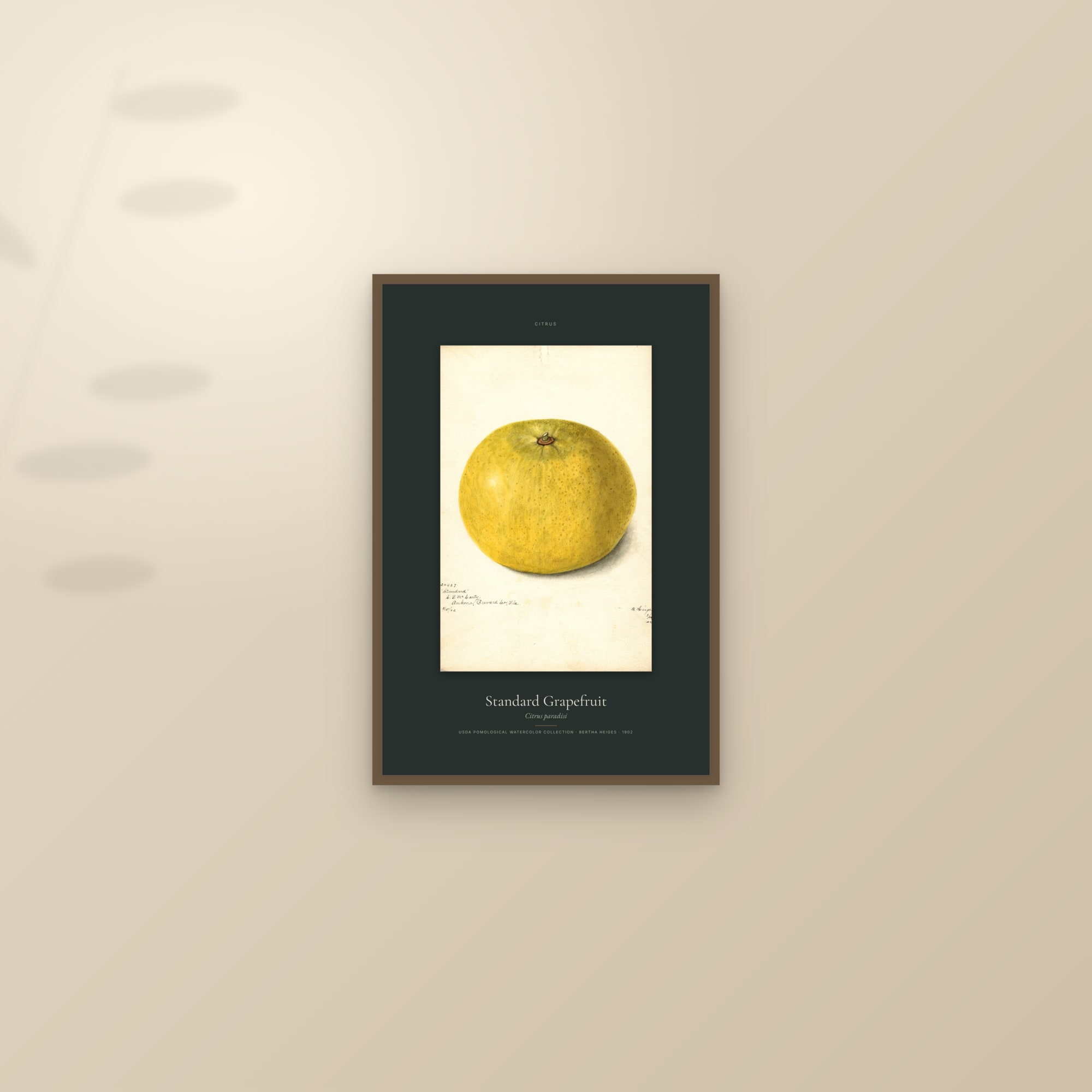 Standard Grapefruit — Specimen — framed and styled on a sunlit wall