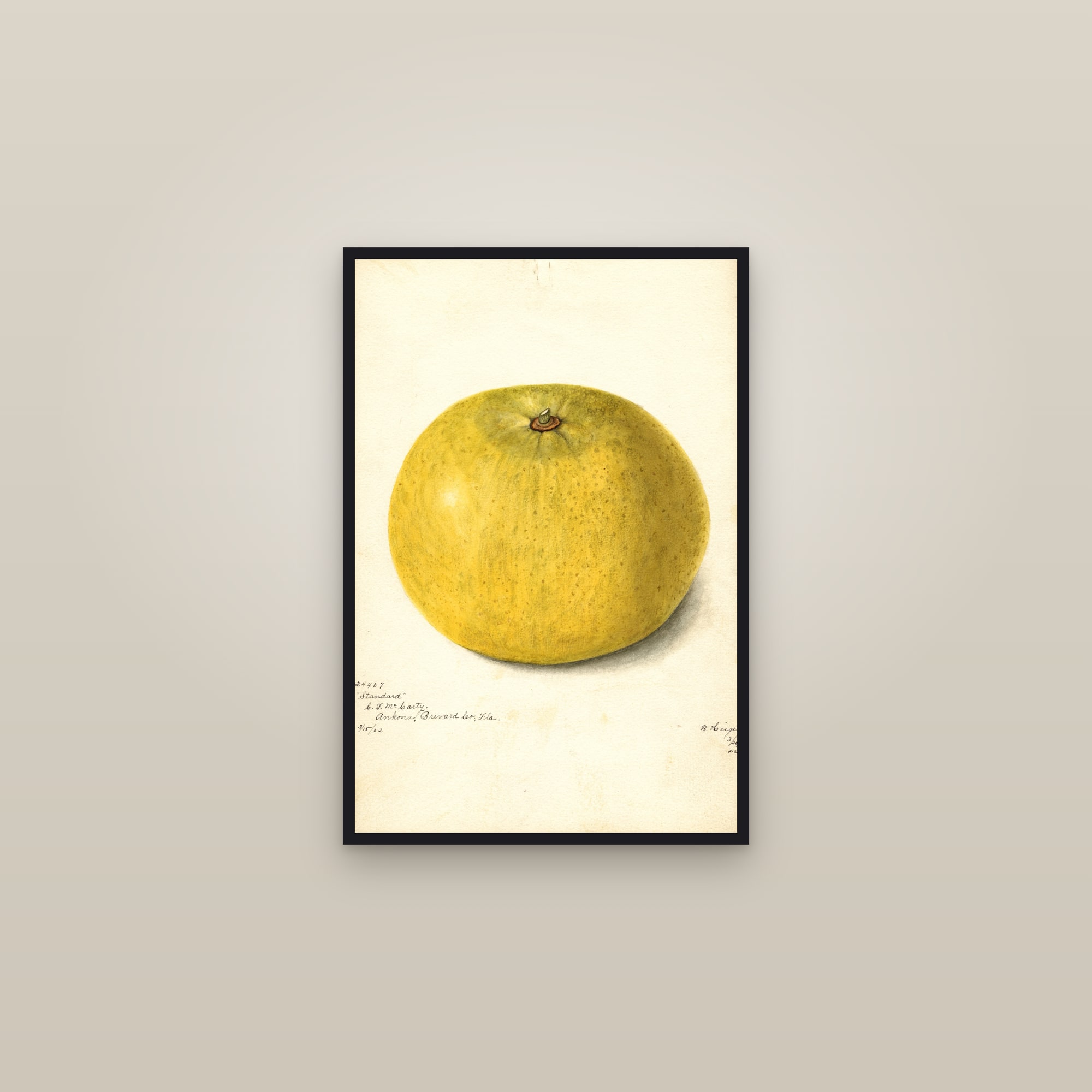 Standard Grapefruit — framed in a gallery setting