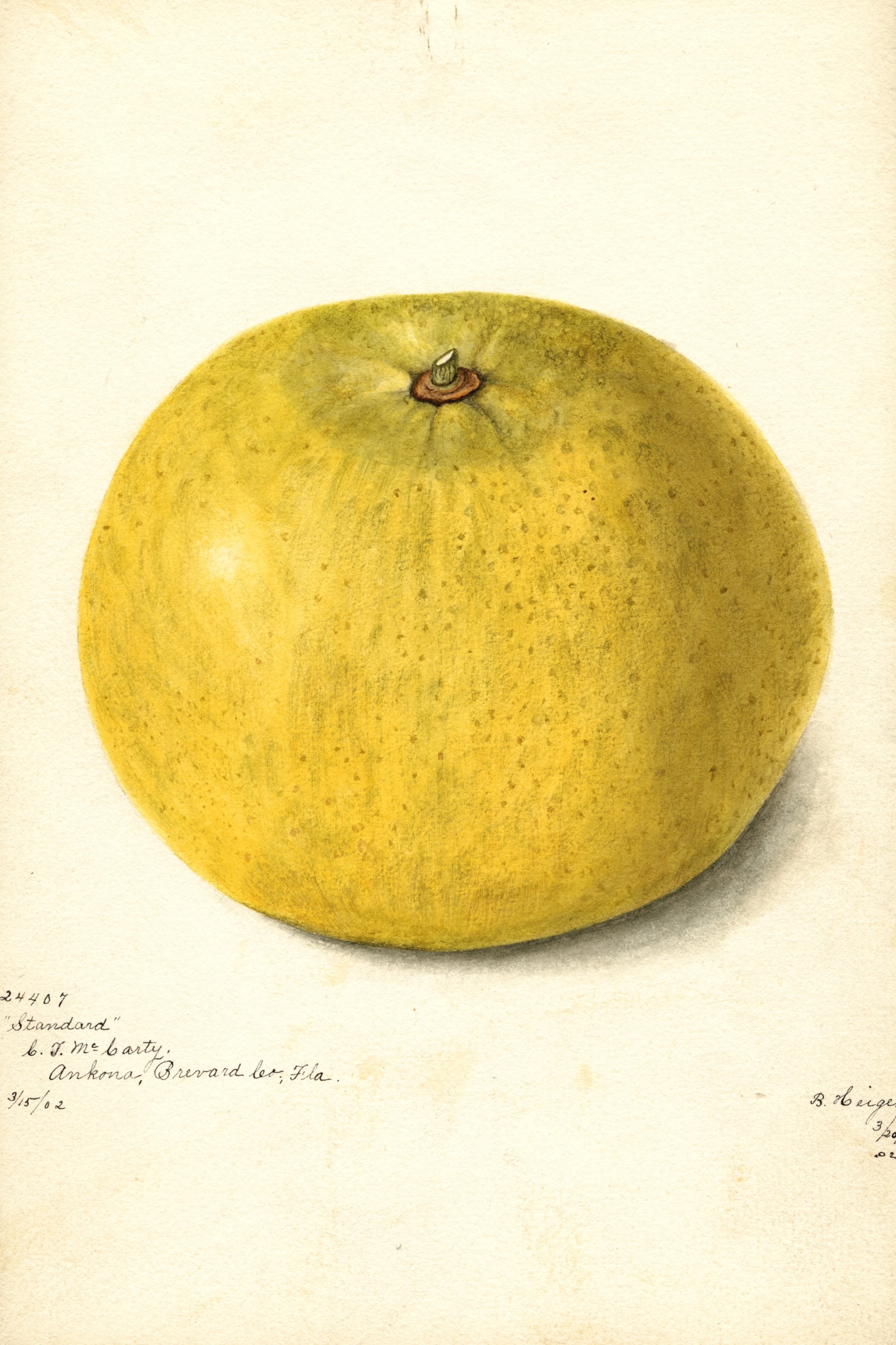 Standard Grapefruit
