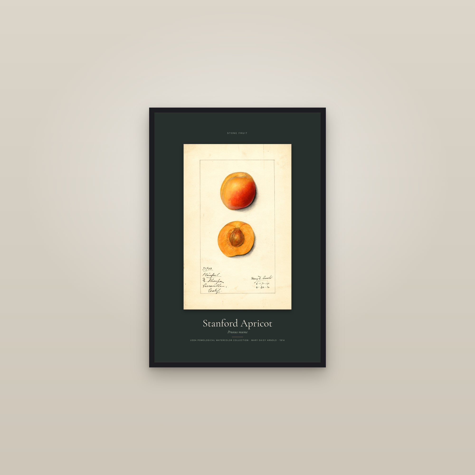 Stanford Apricot — Specimen — framed in a gallery setting