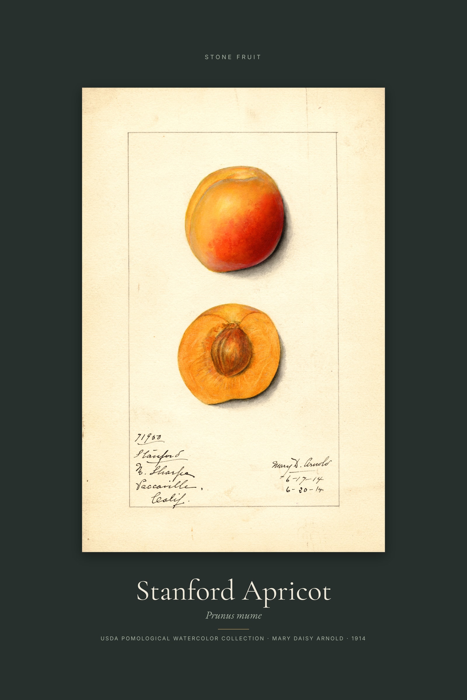 Stanford Apricot — Specimen