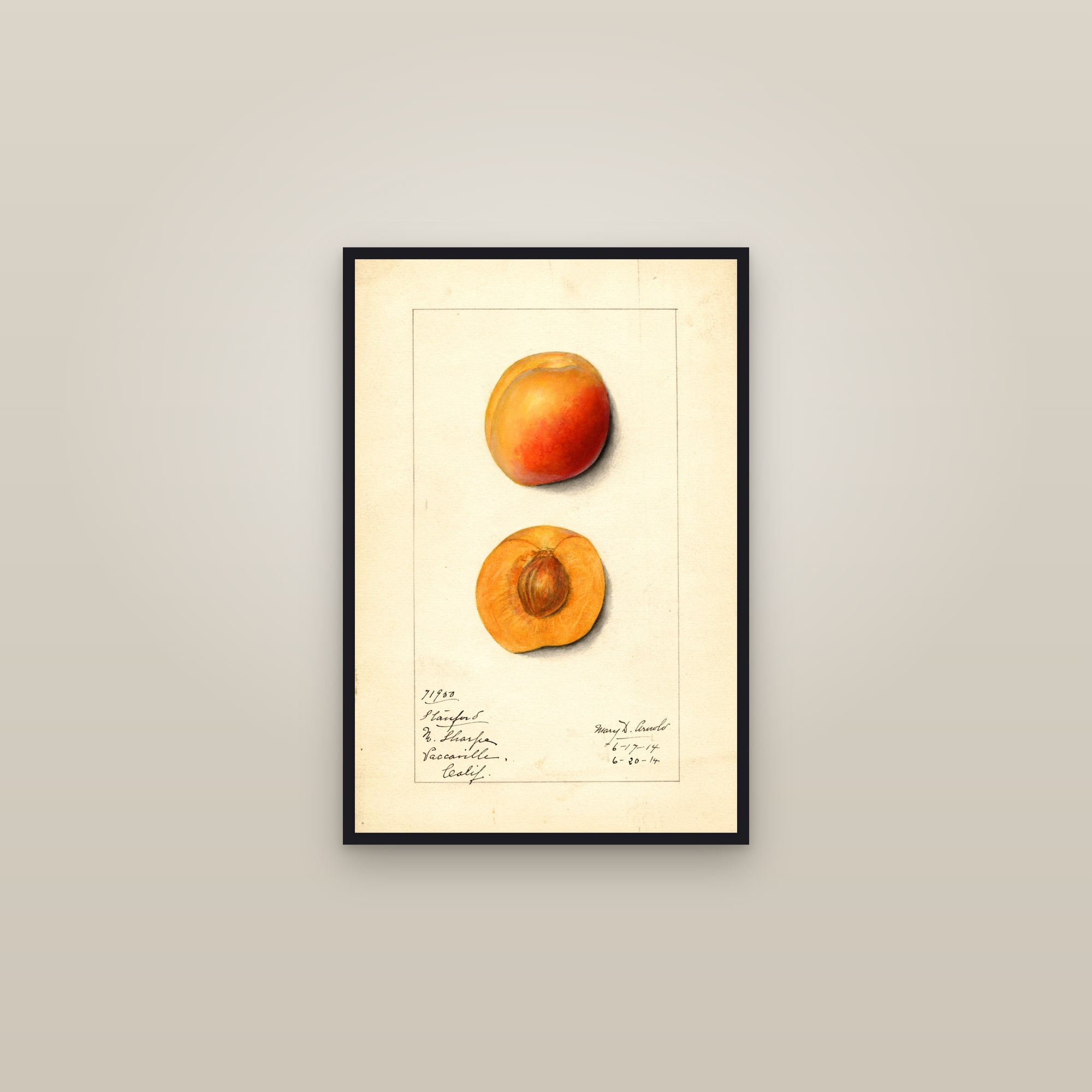 Stanford Apricot — framed in a gallery setting