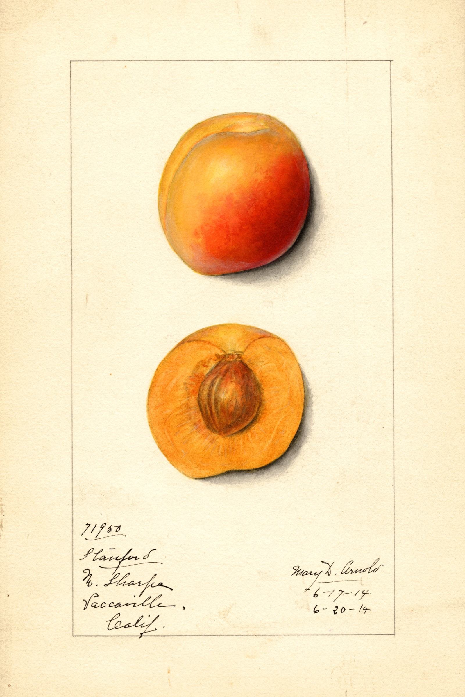 Stanford Apricot