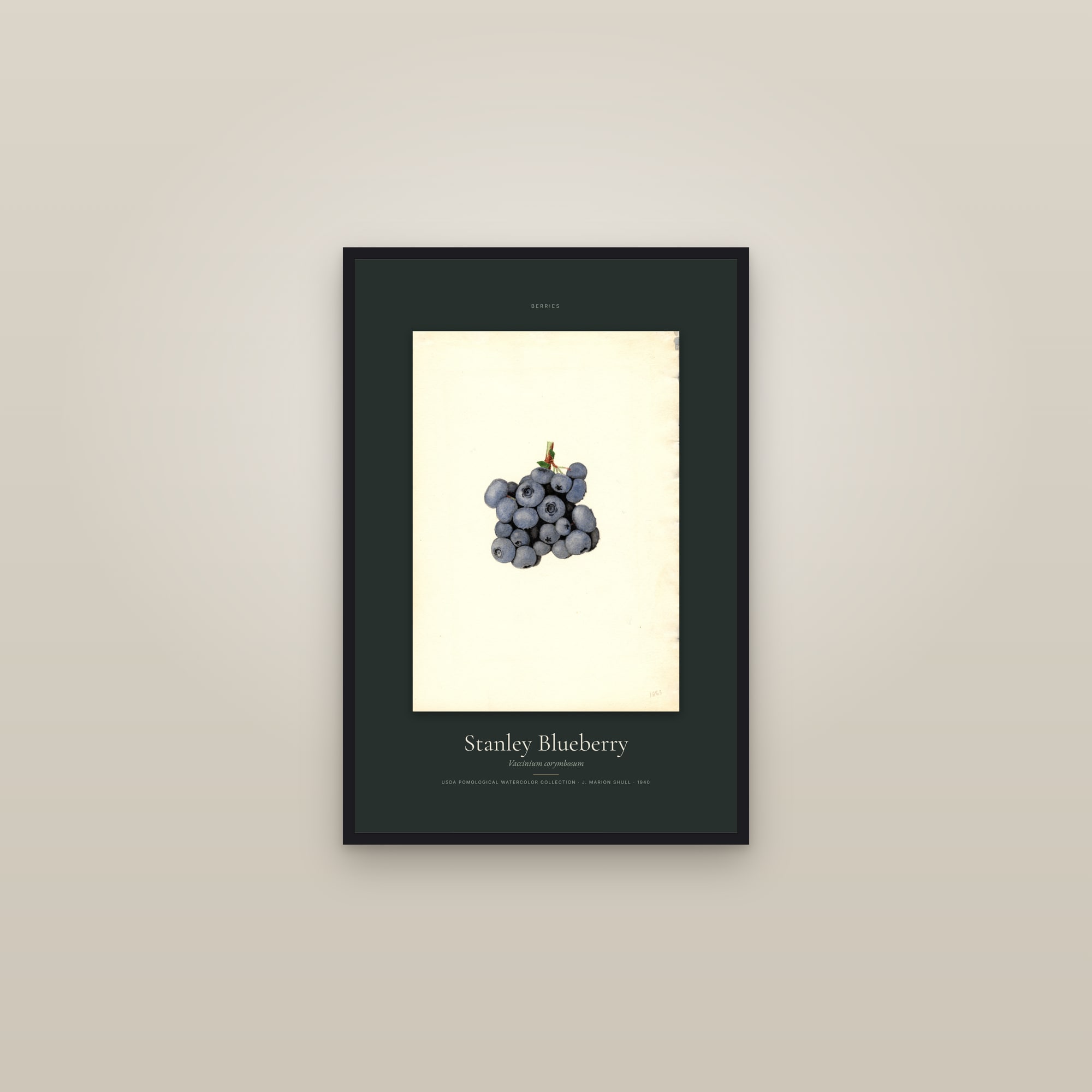 Stanley Blueberry — Specimen — framed in a gallery setting