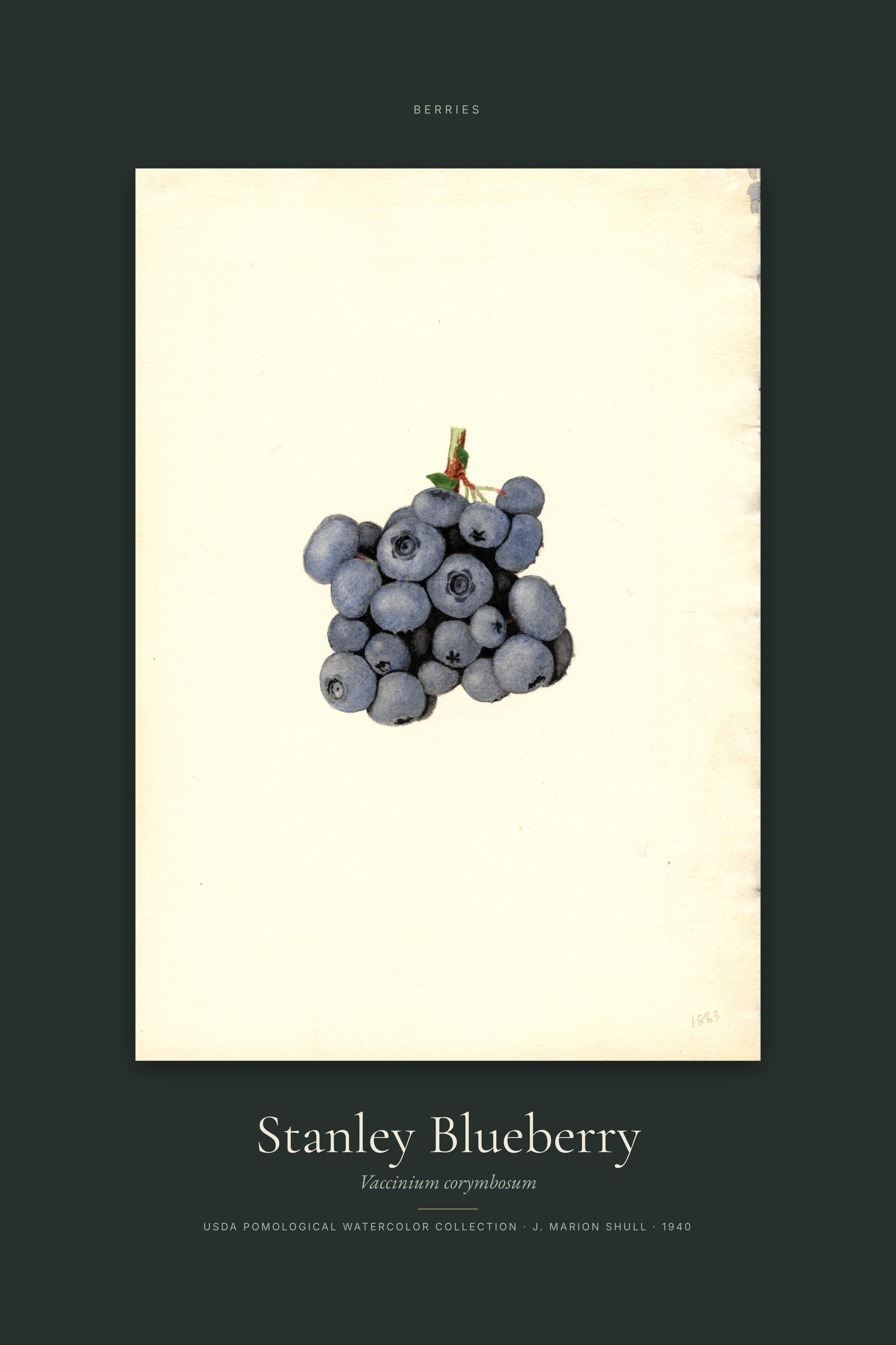 Stanley Blueberry — Specimen