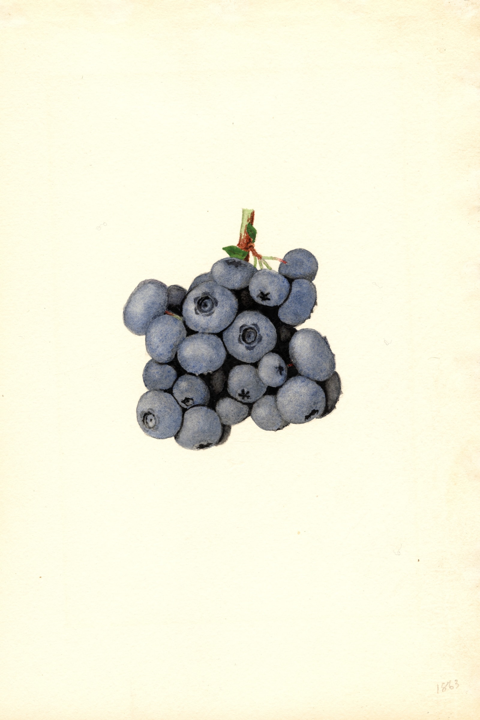 Stanley Blueberry