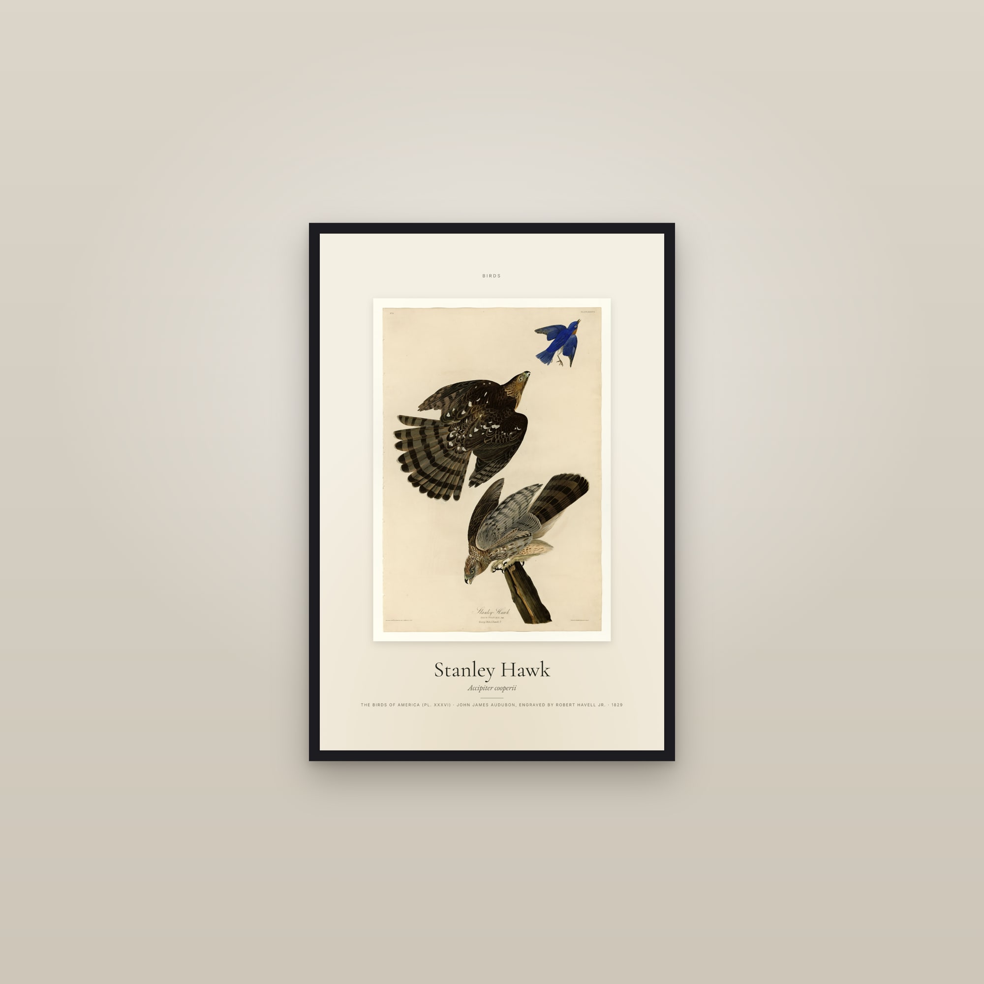Stanley Hawk — Specimen — framed in a gallery setting