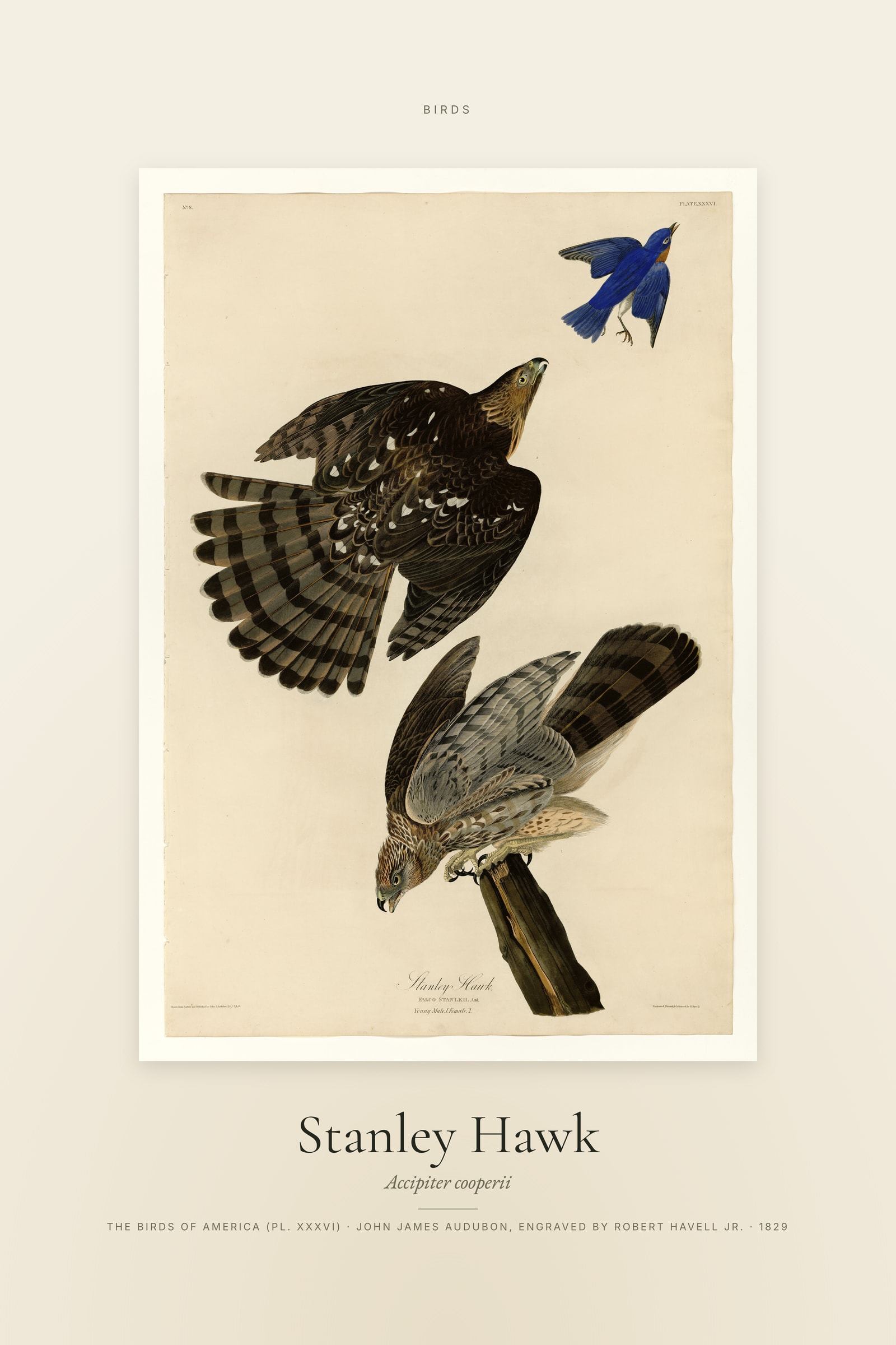 Stanley Hawk — Specimen