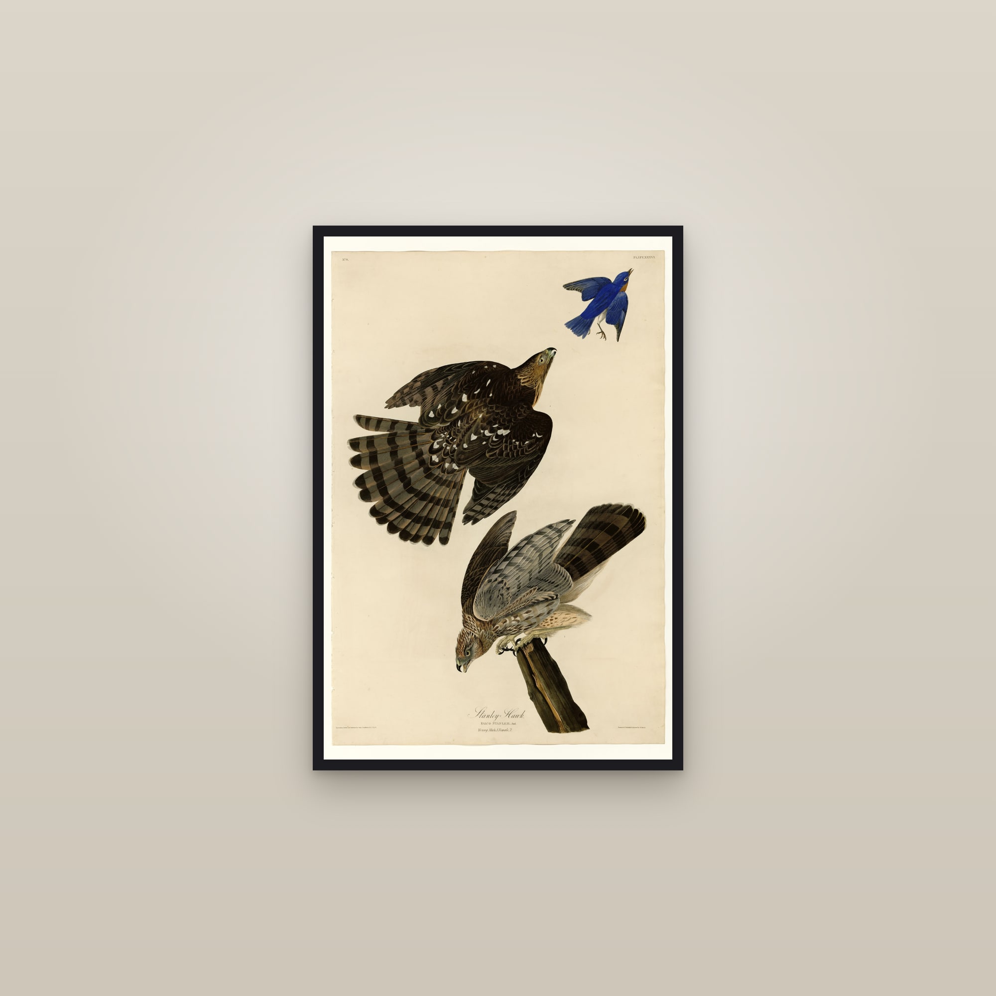 Stanley Hawk — framed in a gallery setting