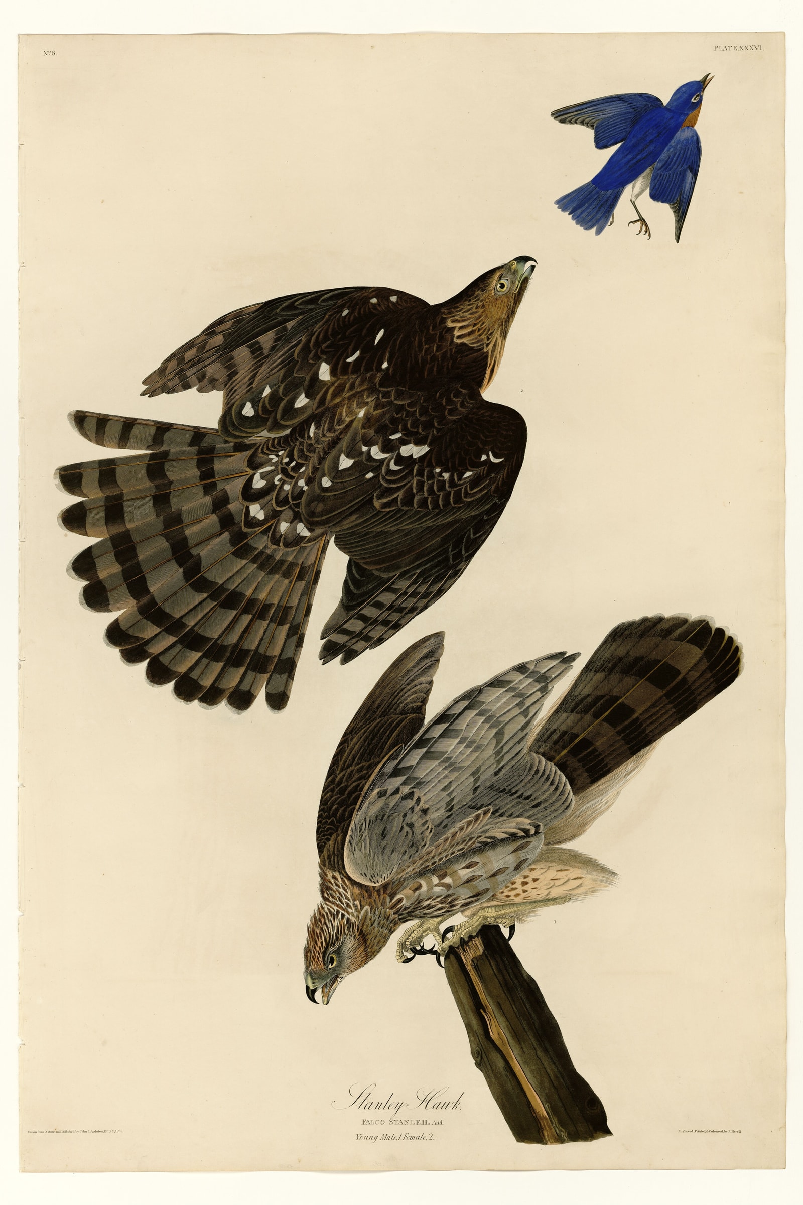 Stanley Hawk